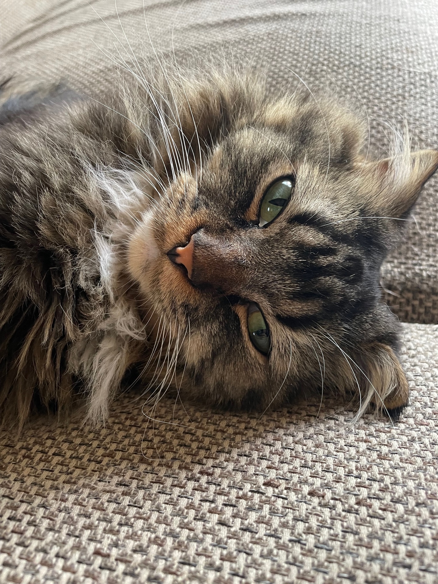 少し涼しくなると散歩に行こうと騒ぐムク。誰よりもヤンチャです