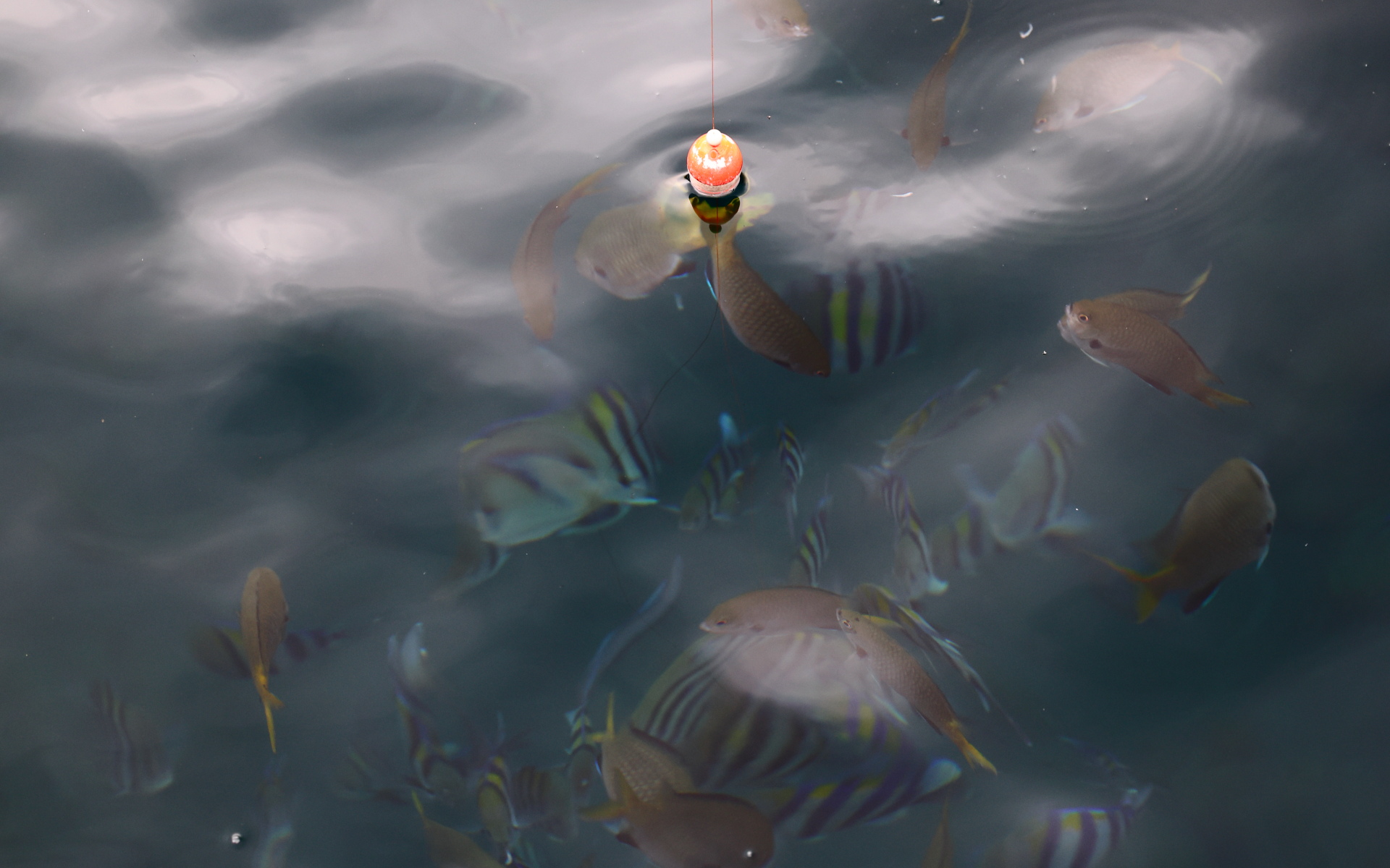 海水の透明度が高く、泳いでいるたくさんの魚影が見える