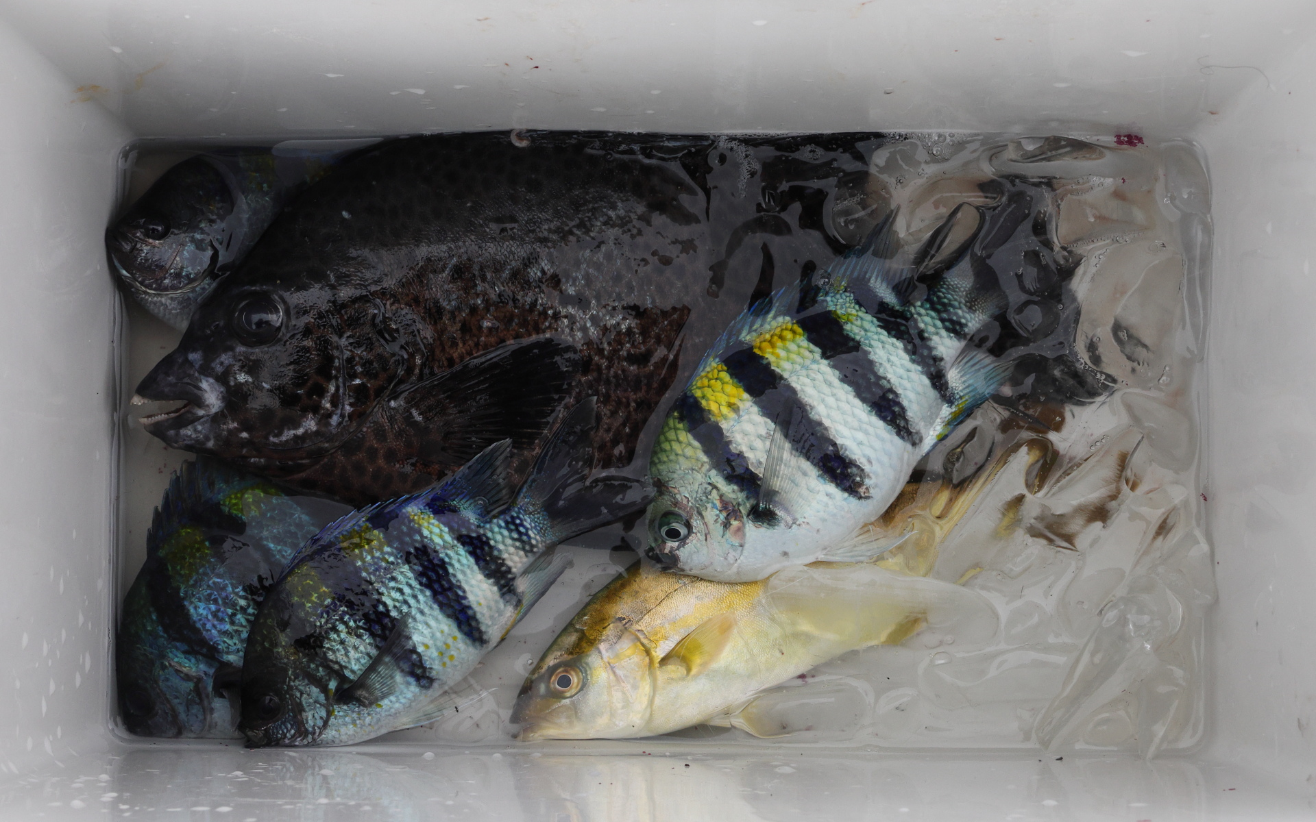 一緒に釣りをした人の分も合わせたこの日の釣果。ブダイとイシガキダイは地元の方からのいただきもの