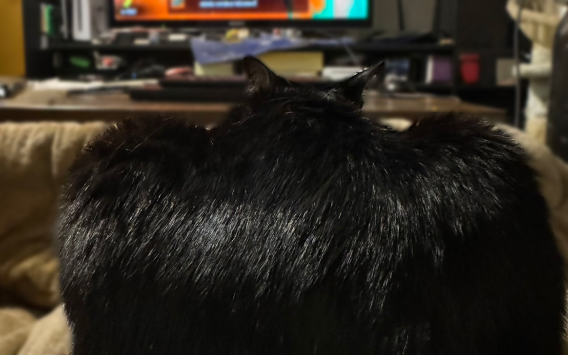 最近、定位置が定まらないわが家のお猫さま。フォルムがWECマシンにそっくりじゃないですか？　HypercarならぬHypercat……なんちゃって。お後がよろしいようで！