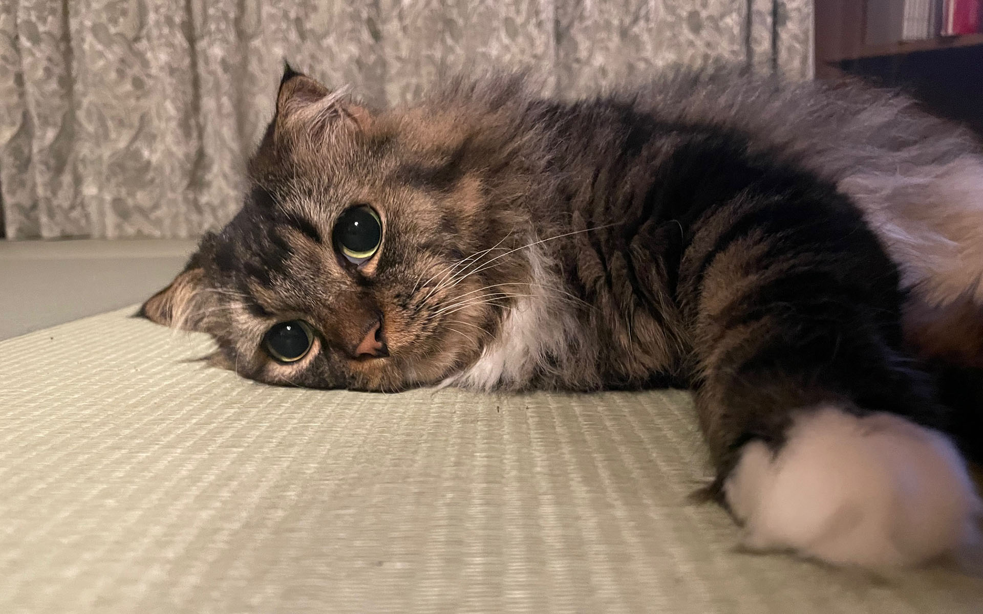 遊んでほしいのにかまってもらえず、半分ふてているムクさんです