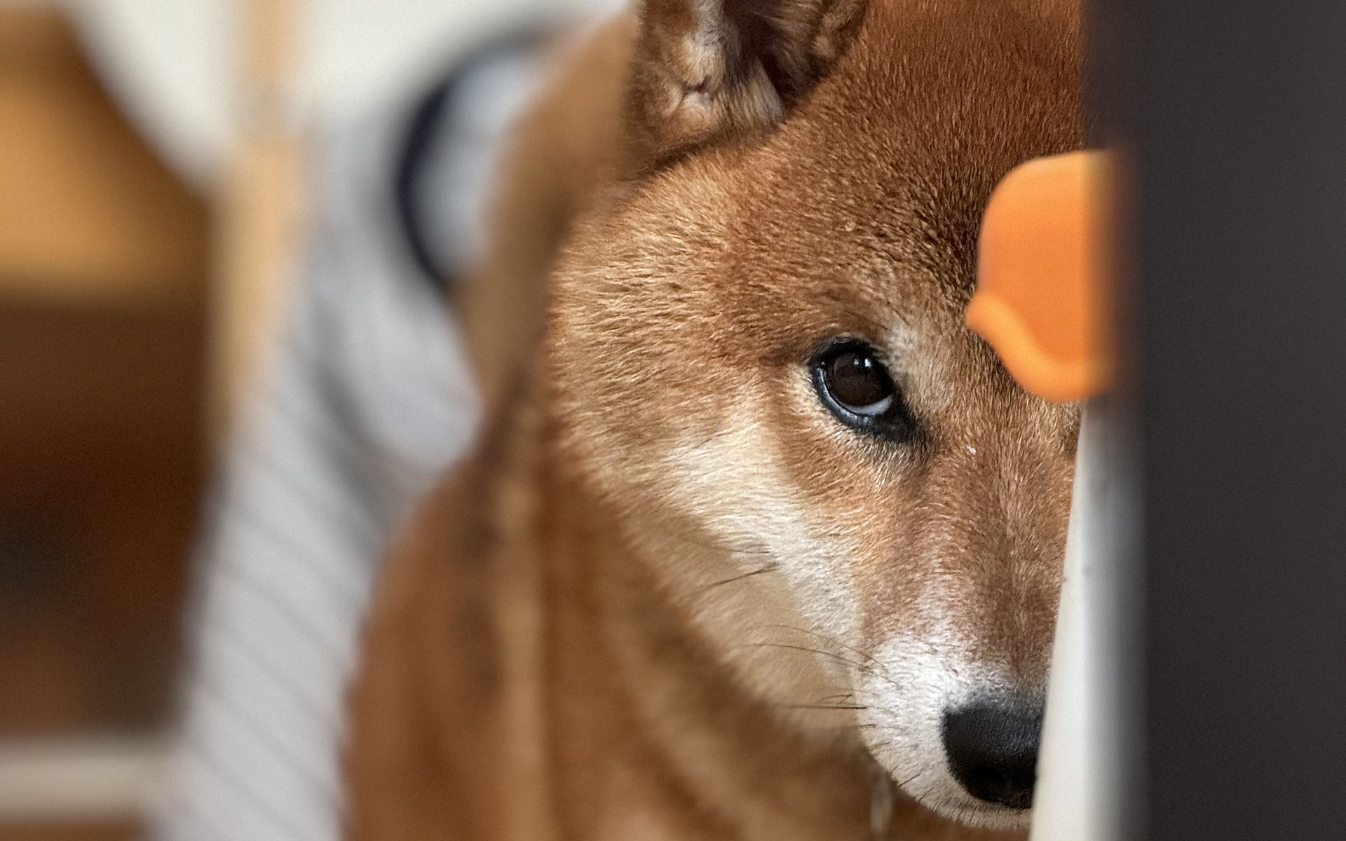 エサを要求しているときの顔。じーっとこっちを見て、無視すると吠えたりエサを入れるお皿を手でガリガリやってしっかり主張してきます