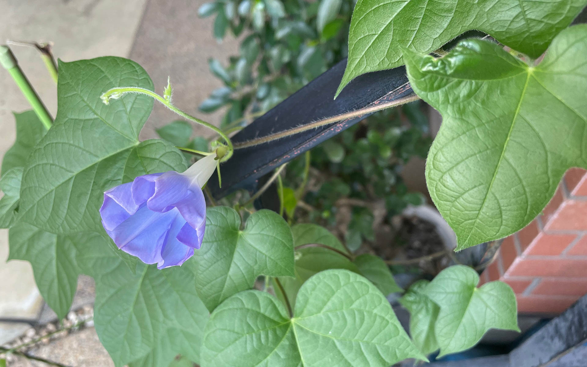 小学校でアサガオを育てた記憶があるはず。久しぶりのアサガオが一輪咲いた。吉兆だ、きっと！