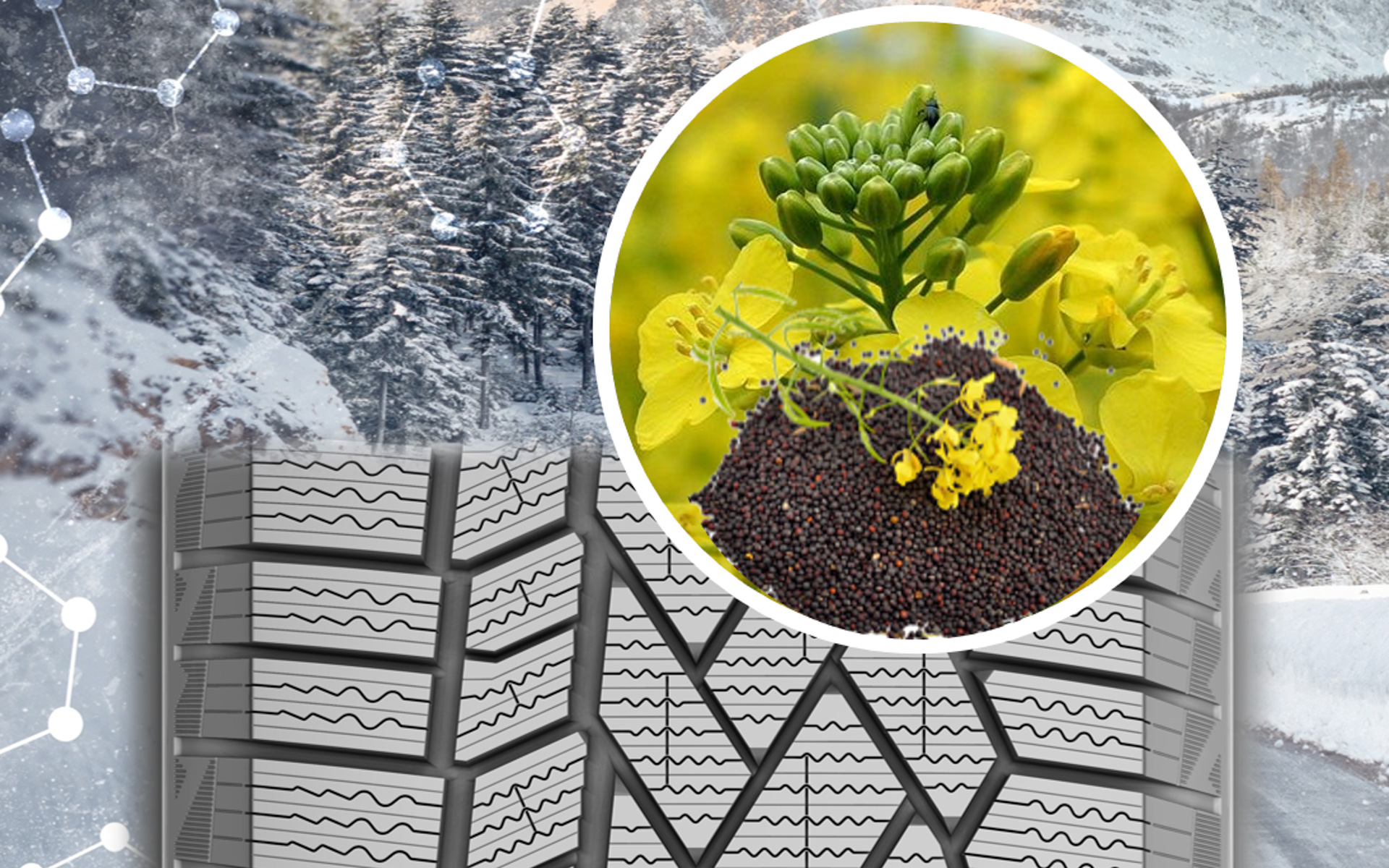 最新世代のノルディック・コンパウンド