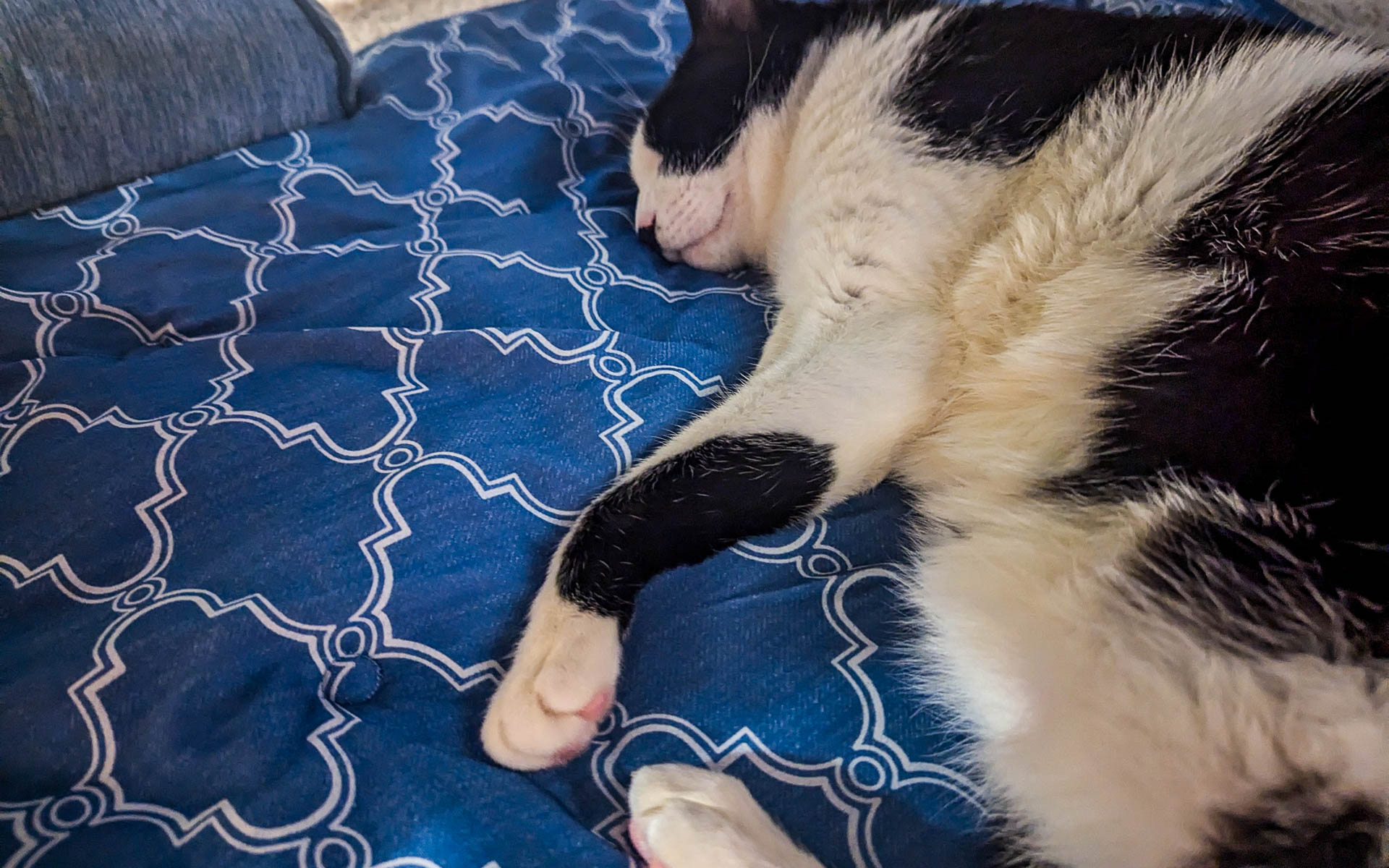 ペット用のひんやりマットを買ったら、よっぽど気に入ったのかその上から動かなくなったわが家のおネコさまです。人間用にもひんやりマットが欲しくなりますが、人間はひんやりマットよりもまずはゴロゴロする時間の方が欲しい気もします（笑）