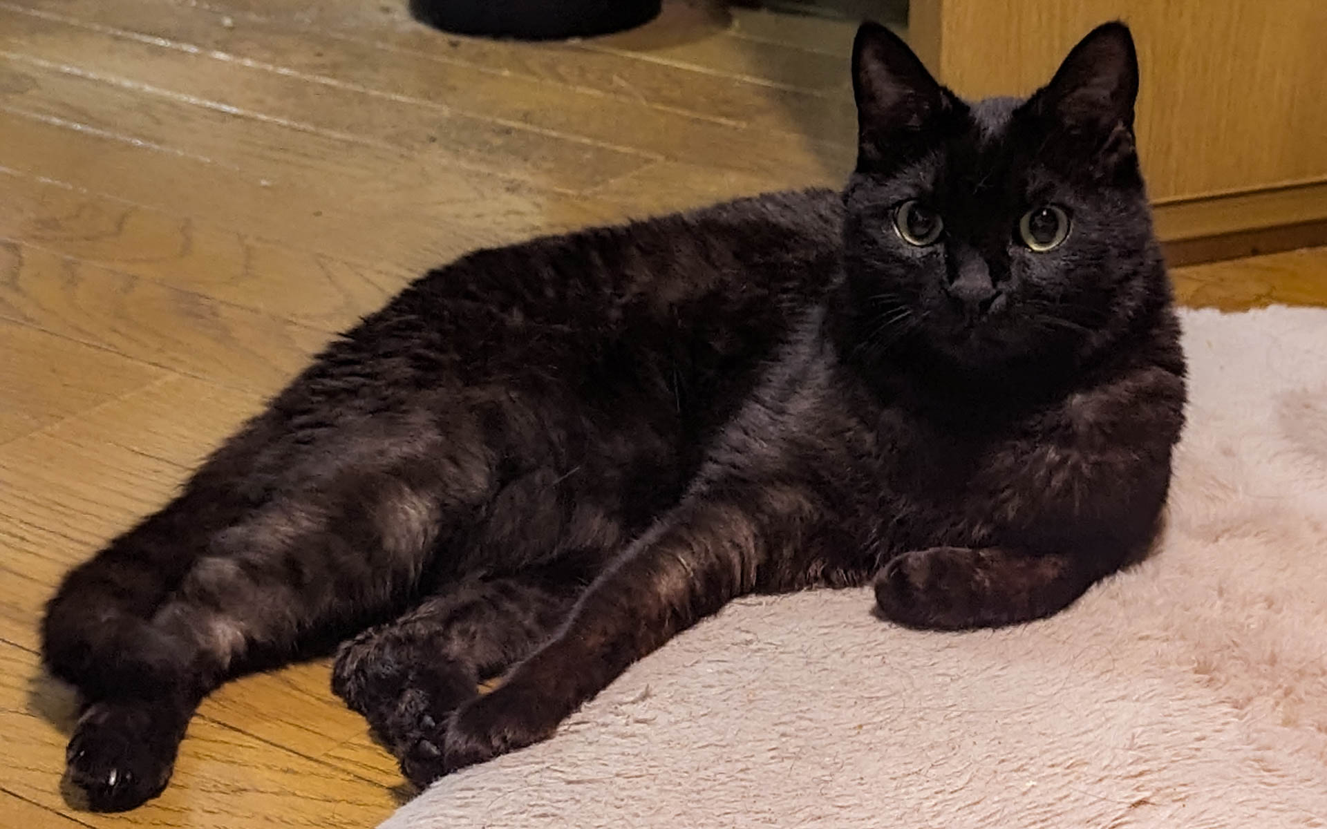 もう1匹のおネコさまは新しいものが苦手なのでひんやりマットには乗らず、謎の決めポーズをしながら床の上に転がっています