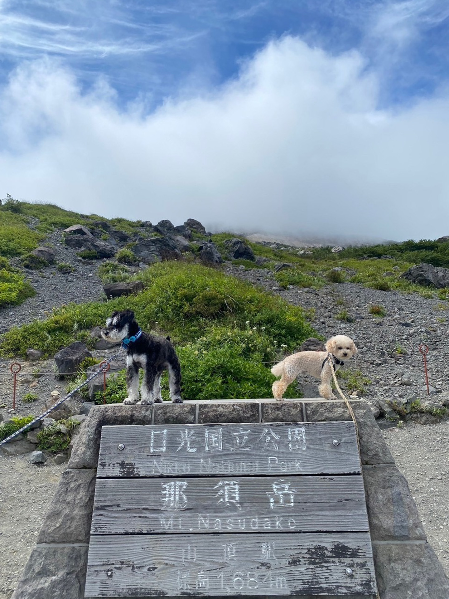 那須ロープウェイ山頂駅をおりてすぐのところで、お散歩する気マンマンの2匹を記念撮影。愛犬オレオはこんなに標高の高いところに来たのは初めてでした。ほかにも数匹のワンちゃんとすれ違いましたよ