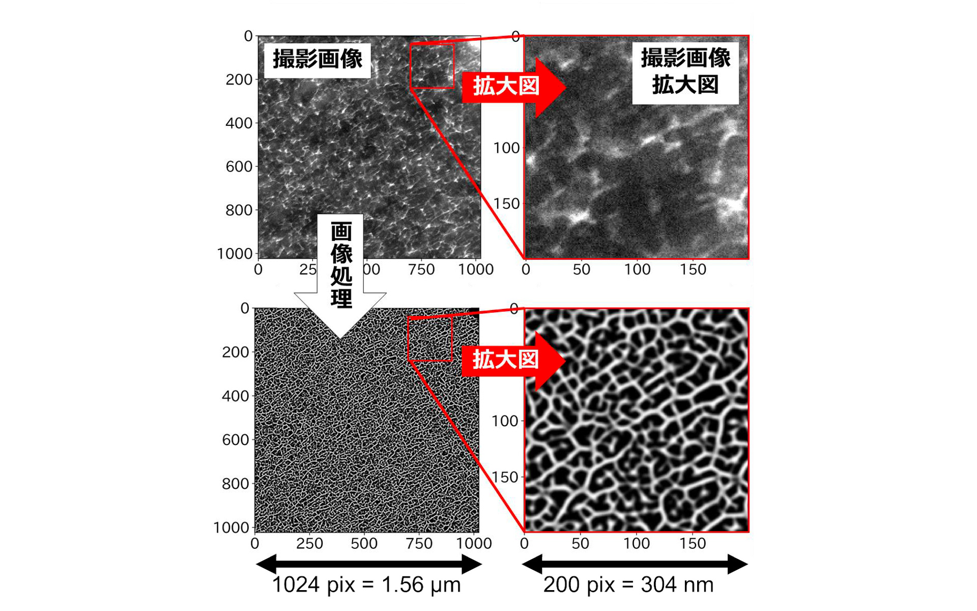 研究で開発した手法による電子顕微鏡画像の強調処理結果（参考図）
