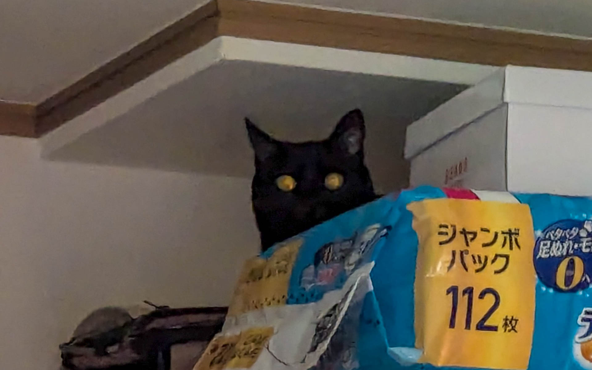 高い、狭い、暗いの三拍子がそろっている場所で、「深淵をのぞくとき、深淵もまたこちらをのぞいているのだ……」という目をしているわが家のネチコヤン。登ったはいいが降りられなくなって、助けを求められることがしばしばあります（笑）。登らなきゃいいのに……と思いながら助けてしまうのもきっと親バカ（飼い主バカ？）ということなのでしょうか