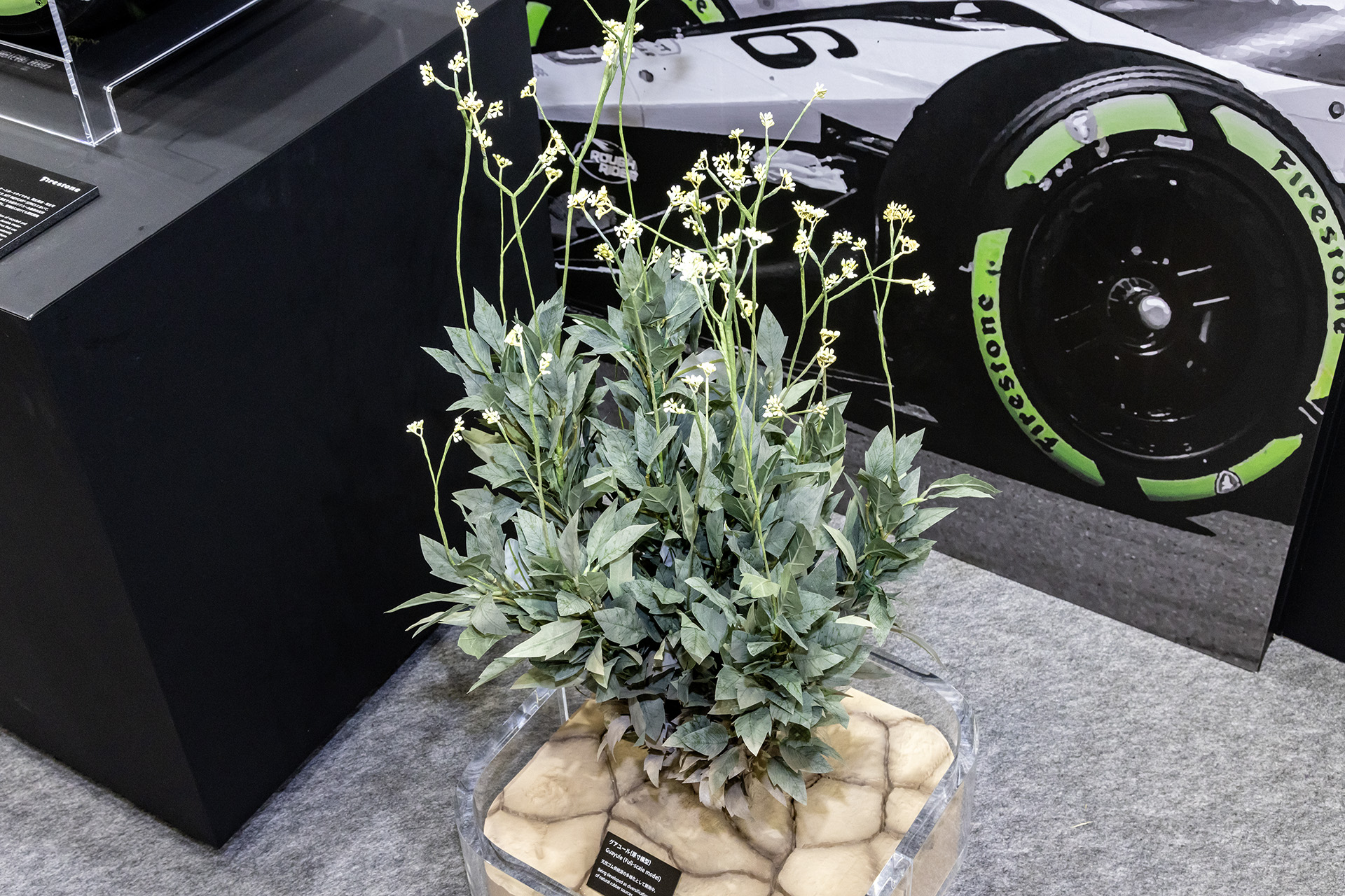 グアユールの模型