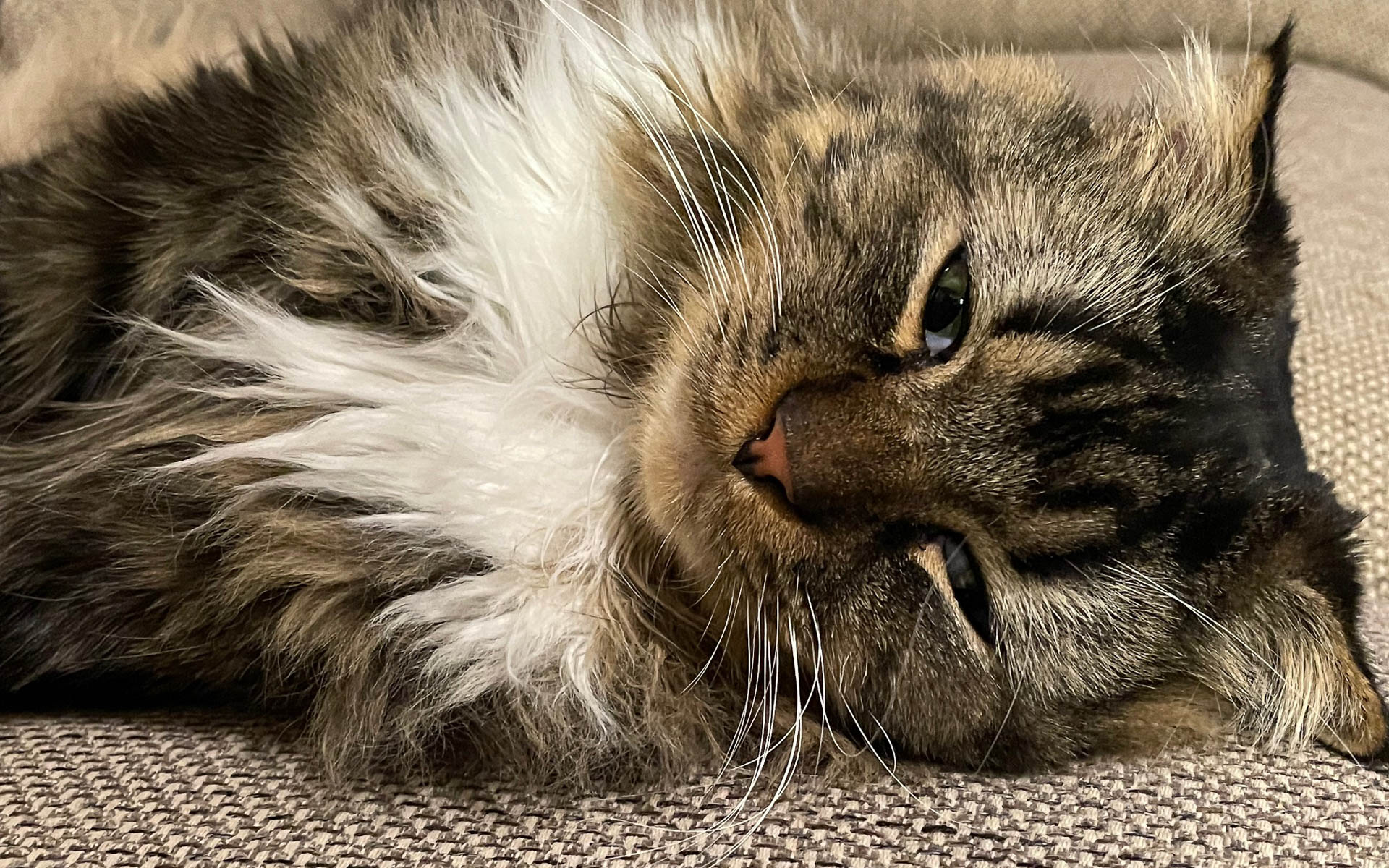 ポカポカの陽だまりでトロトロと寝ていたところを気配を感じて薄目を開けたムクさんです