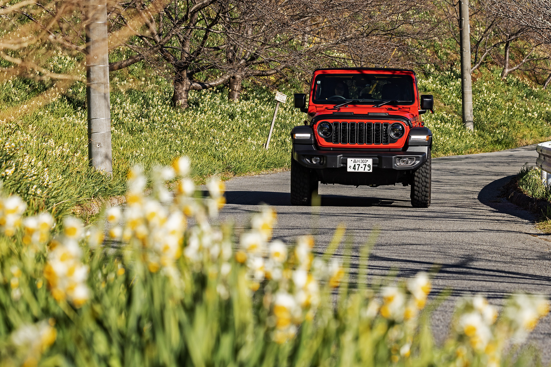 水仙が満開の中を走るラングラー。出かけた先で耳にした情報から行き先を決めるのもわるくない