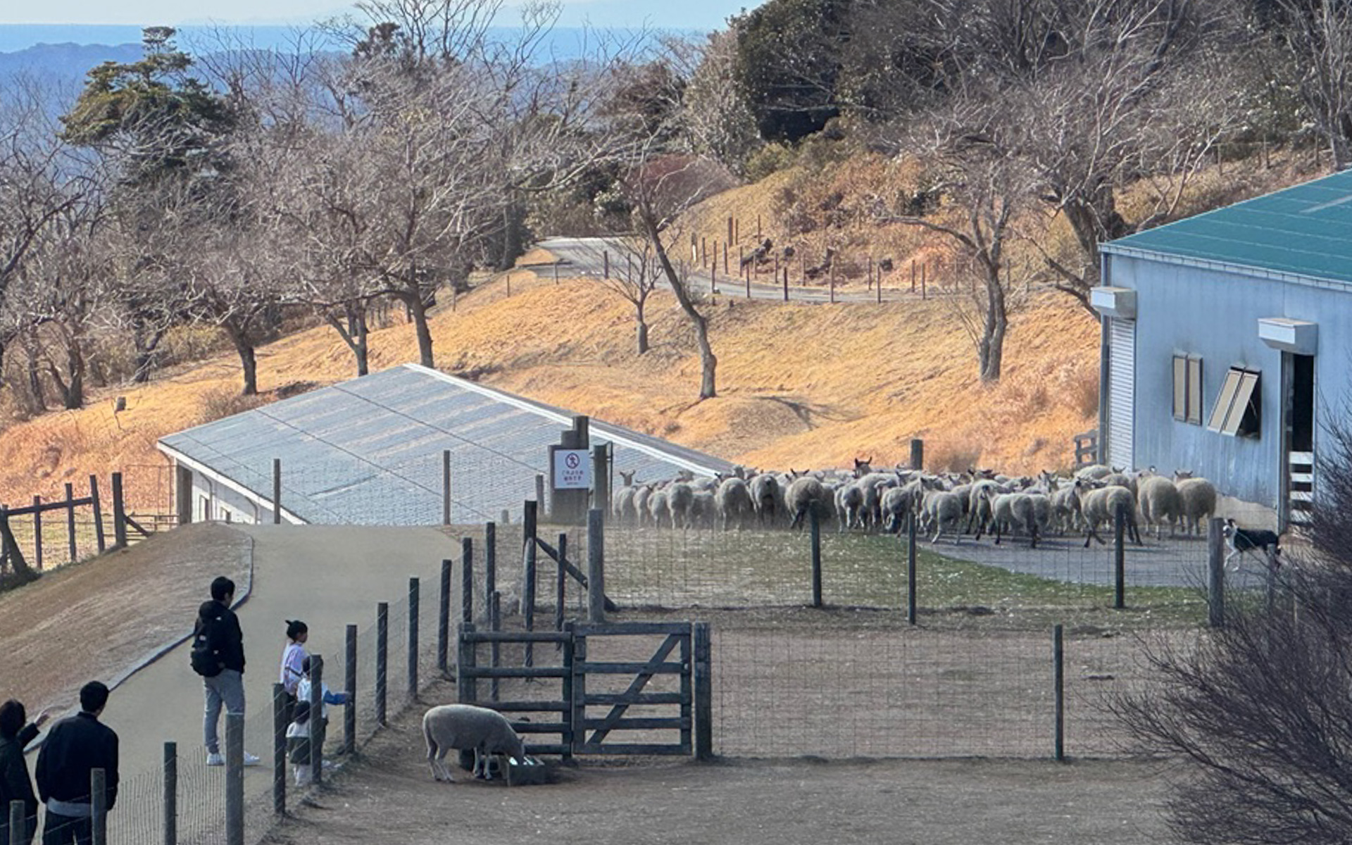 約200頭もいるという羊たちの大行進は、遠くからでもとってもダイナミック！　賢い牧羊犬の働きにも注目しちゃいました