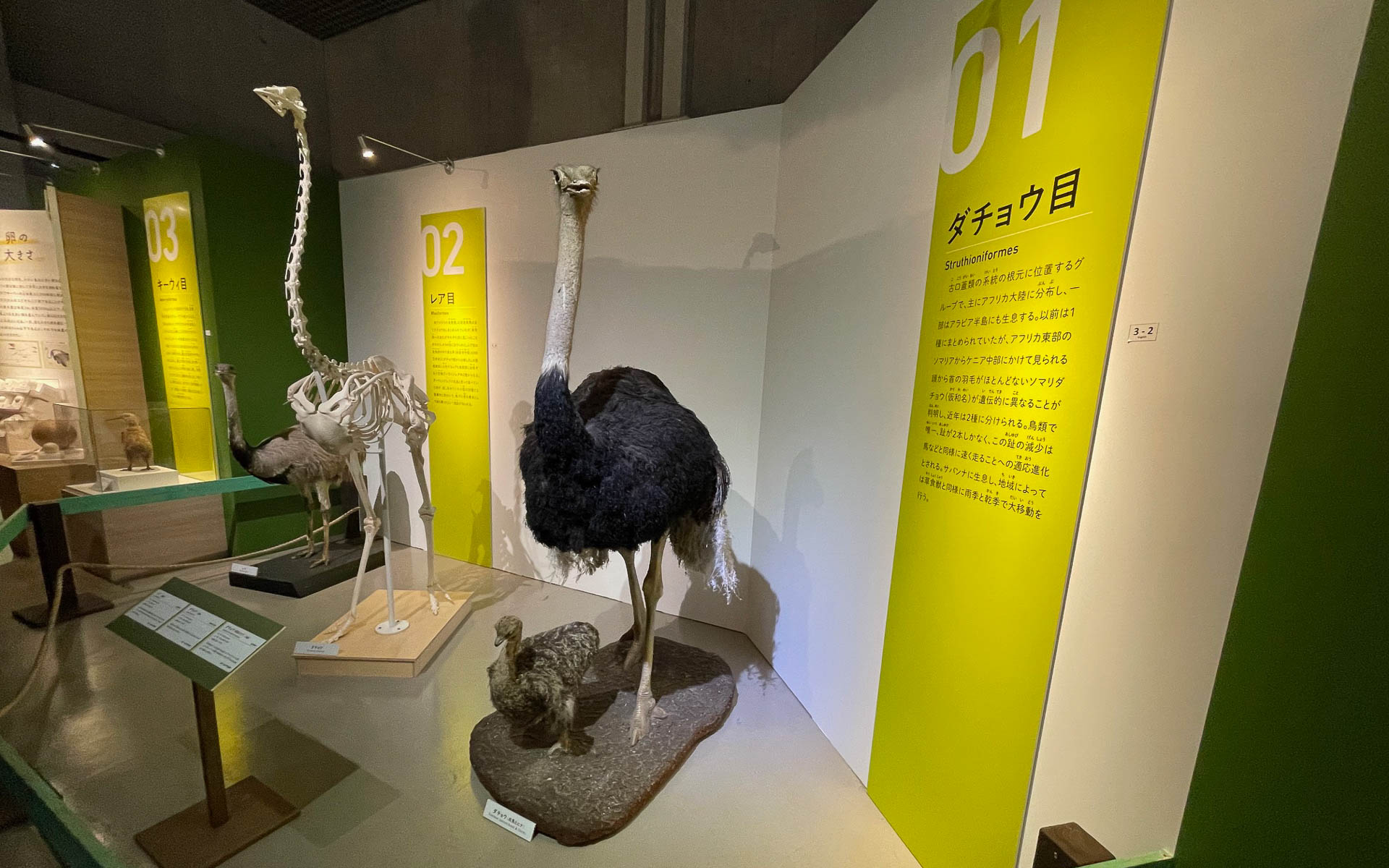 鳥展の走鳥類。飛ぶことをやめた鳥たち。ダチョウ目とひとくくりだったが今ではレア目など5つに分かれているという。ニュージーランドの国鳥キーウィは小さいが体重の25％にもなる大きな卵を産むの。500kgもあった絶滅した祖先の名残りだそう