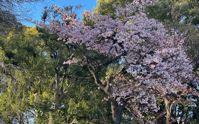 上野公園の上野白雪枝垂桜。早咲きとはいえ桜が見られるとは