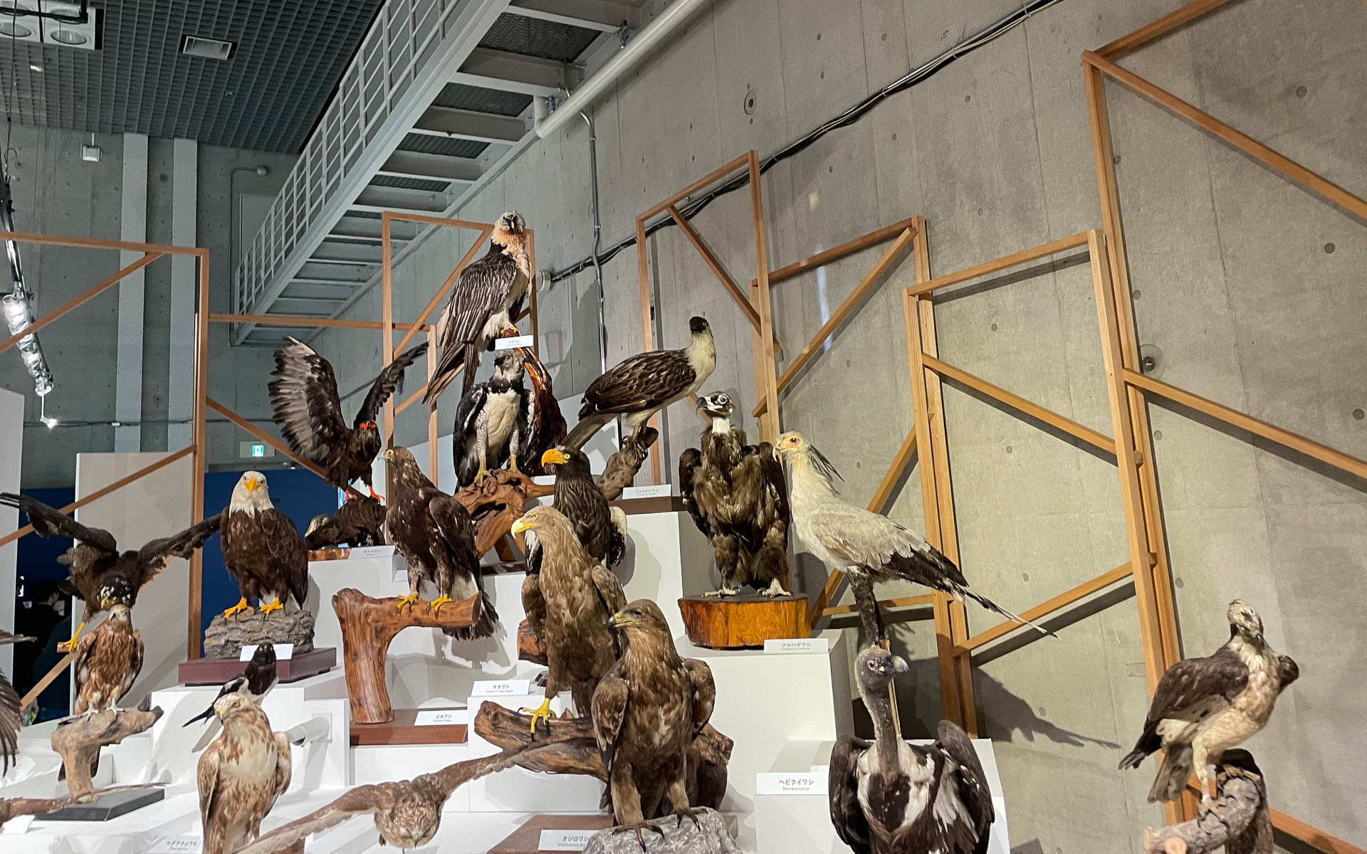 猛禽類。こうやって並ぶとすごみを感じさせる。ワシとタカの違いはサイズでワシが大きい