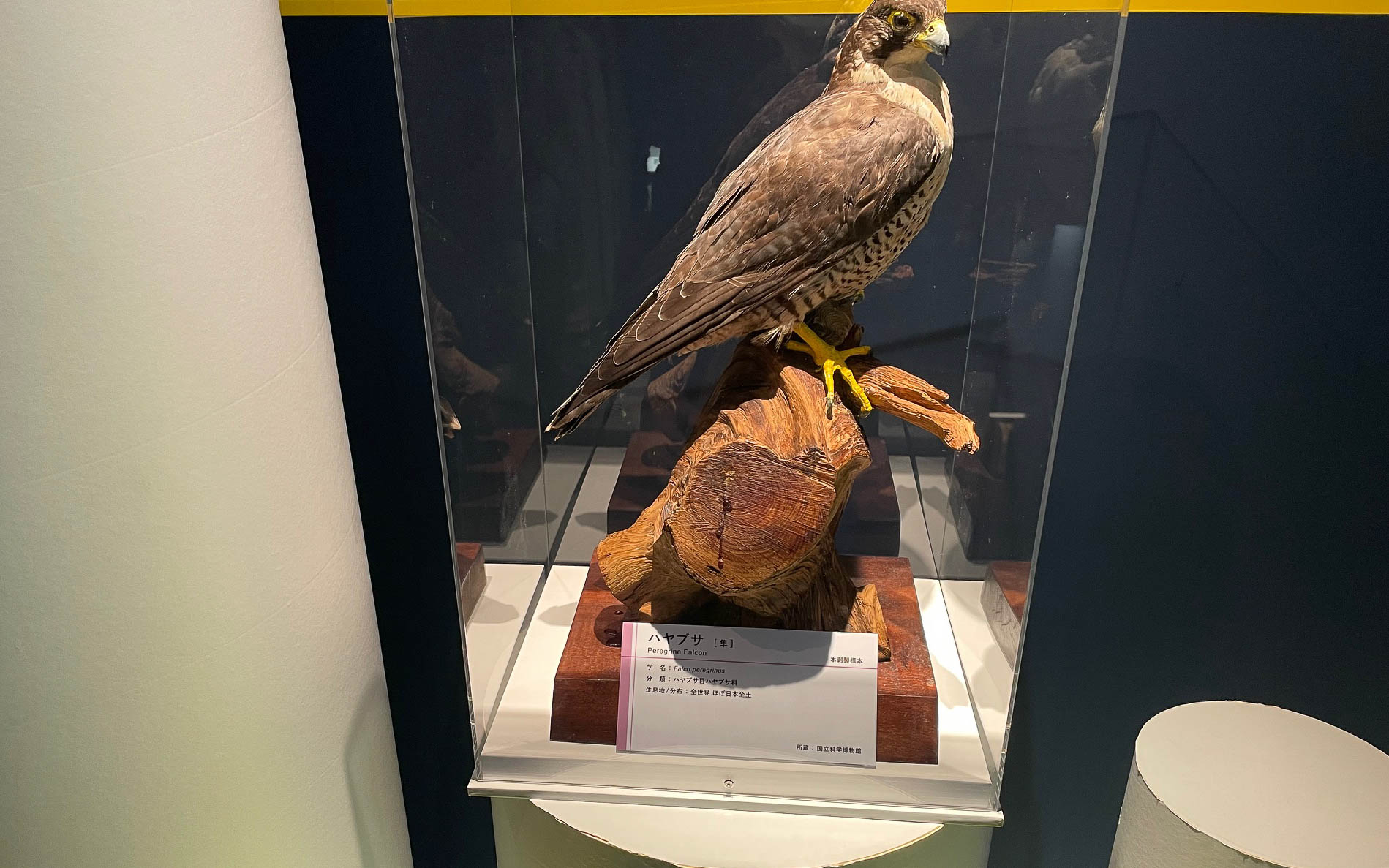 ハヤブサ。急降下速度は300km/hにもなる。生身でこの速度はすごい。引き起こすタイミングを間違えないのだろうか