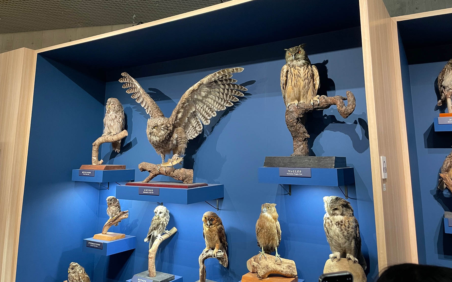 フクロウ目。夜目も利くフクロウは眼球を回せないので首ごと後ろを向く。フクロウとミミズクも同じ目、ズクはフクロウの古語で耳を待っているからだそうな