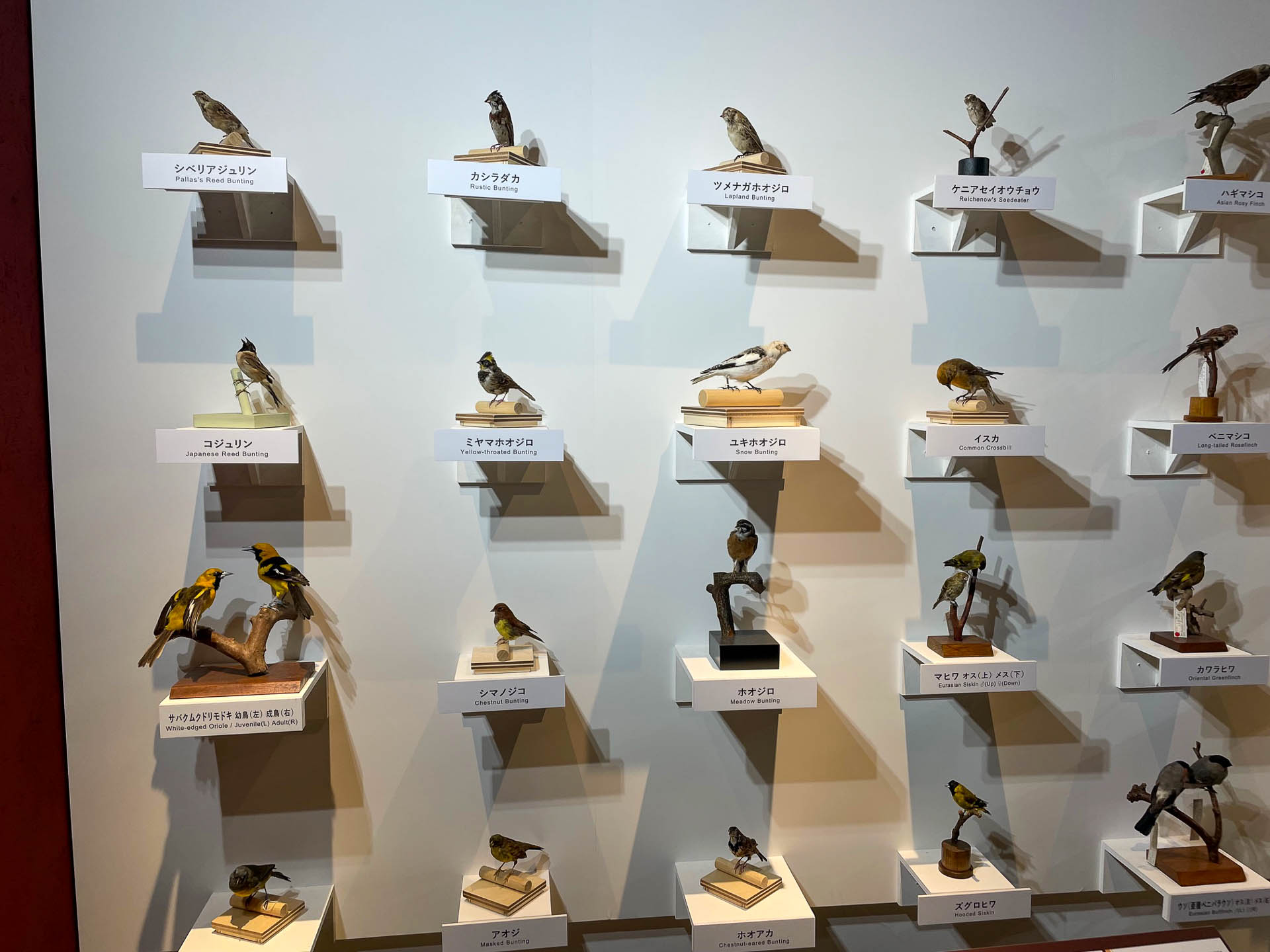 スズメ目。一番栄えている鳥たち。近年のゲノム解析で、ハヤブサもスズメやインコに近い鳥らしい。なんとなく優しい感じがするのはそのせいか