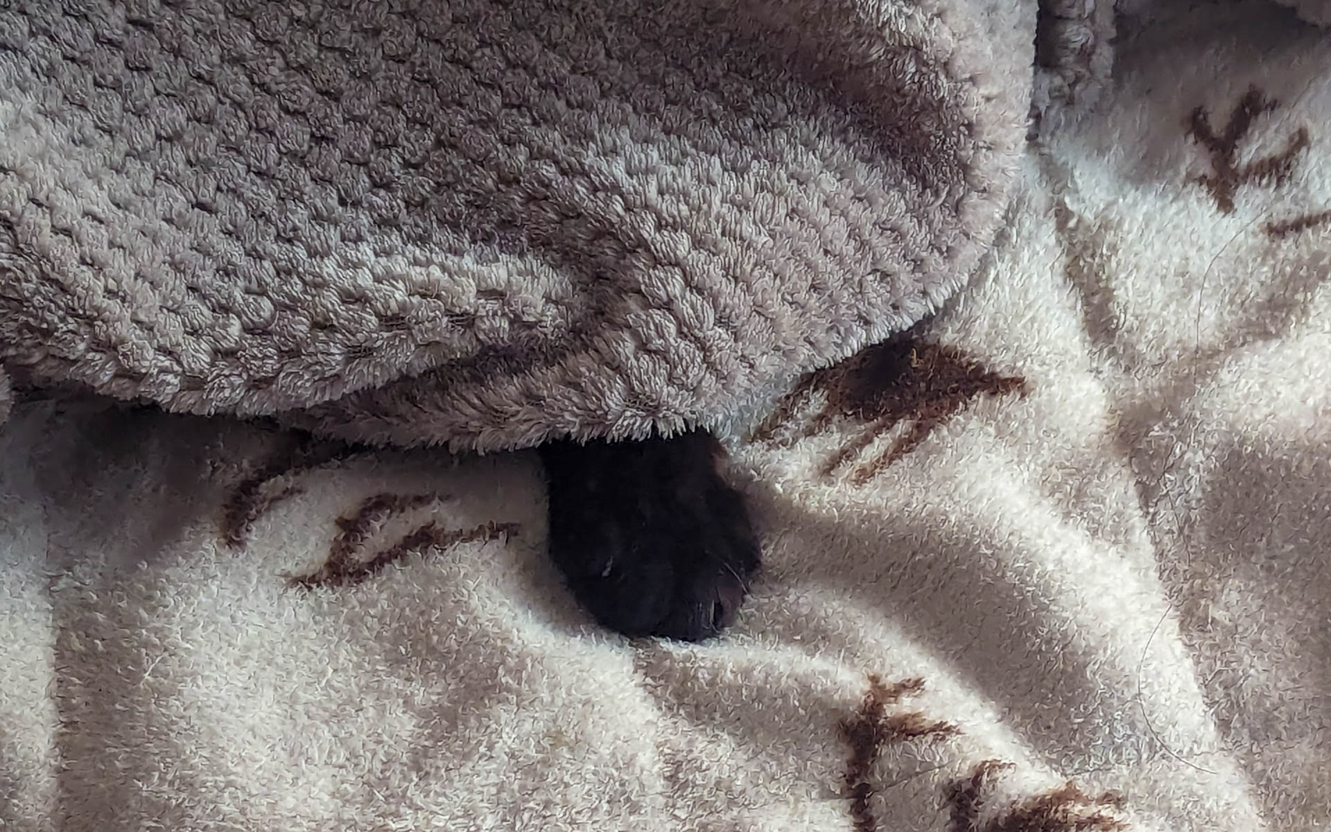 潜り込んだ布団からちょこんと出ているかわいらしい猫の手をたたくと、2本に増えたり、増えなかったり……