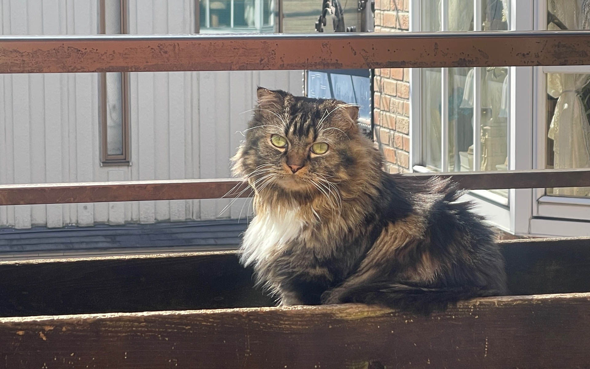 このところ遊んでないからか、やさぐれてるムクさん。気のせいかつまらなそうだ