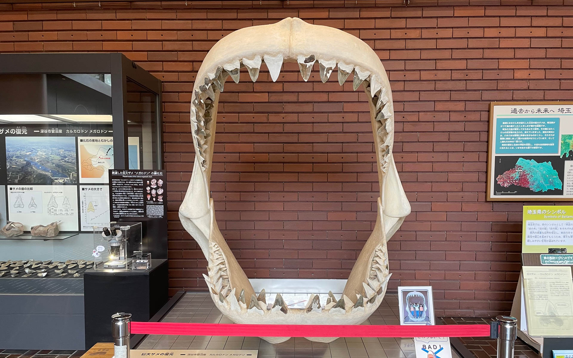 最大全長16mにもなる巨大ザメのカルカロドン・メガロドン。クジラなどを捕食していたらしい