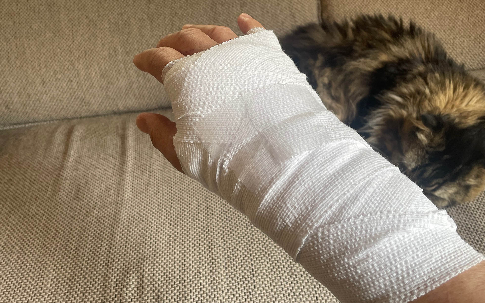 小さな野獣と格闘して負けた戦傷。その下で悠々と寝ているのが犯人です