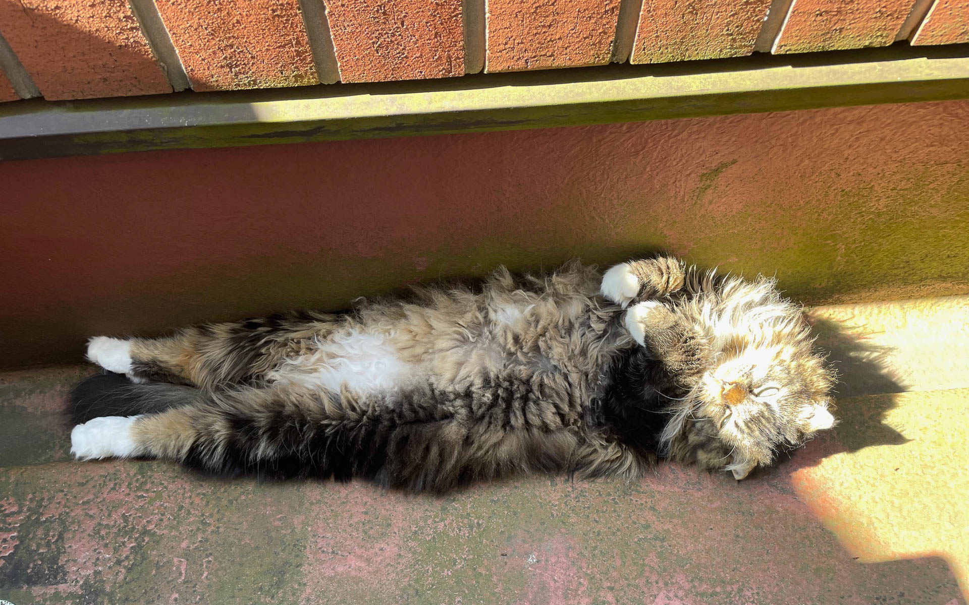 今回のコラムの主人公・ムク。へそ天で伸び伸びと寝ています。何もなかったことになっています