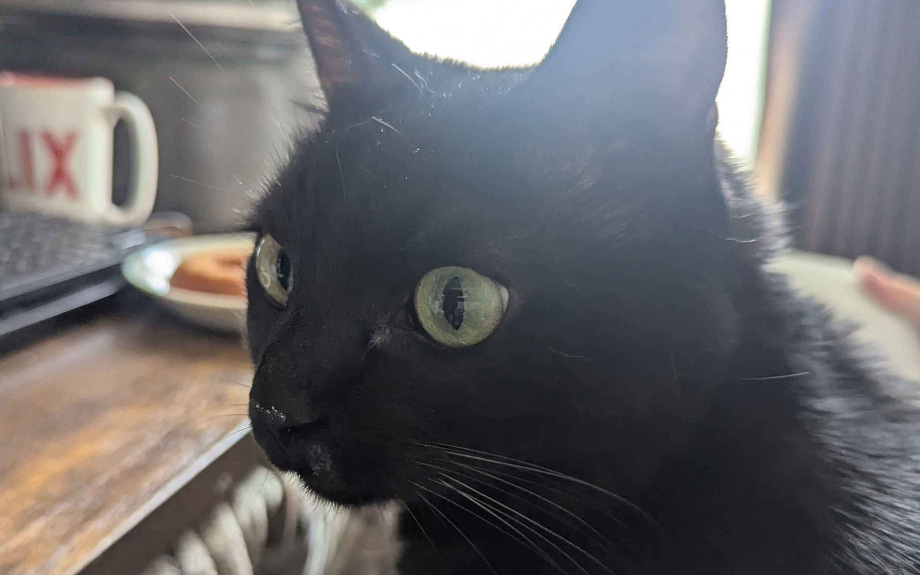 ということで、ネコ大放出。ドーナツを買ってきたら「なにそれなにそれ？」と箱に顔をつっこんで確認し、満足して顔をあげたら鼻の頭が砂糖で白くなっていた黒ネコ（ちょっと砂糖をなめたあと）です