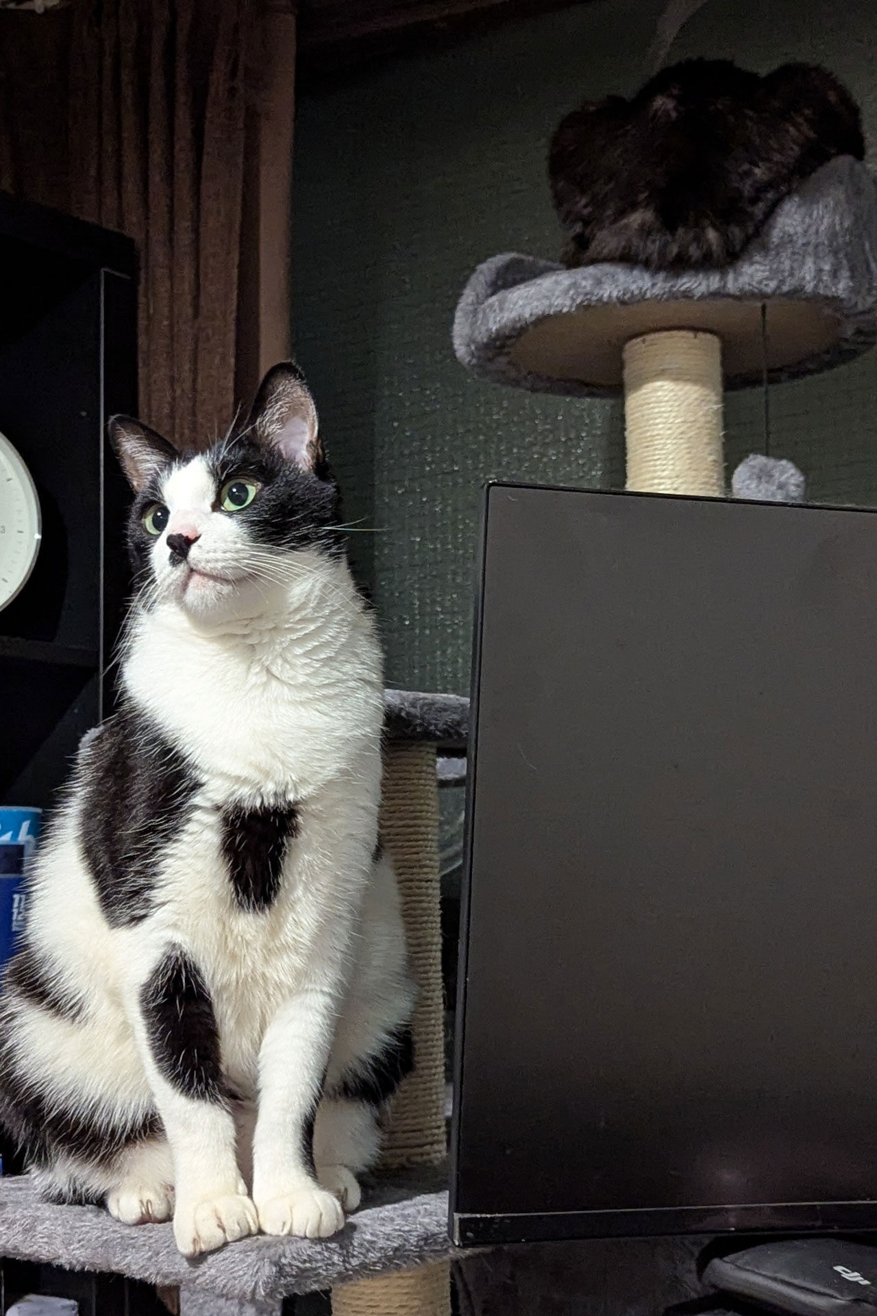 新調したキャットタワーでキメ顔をしていたハチワレと、最上段のベッドでル・マン・ハイパーカーごっこをしている黒ネコです