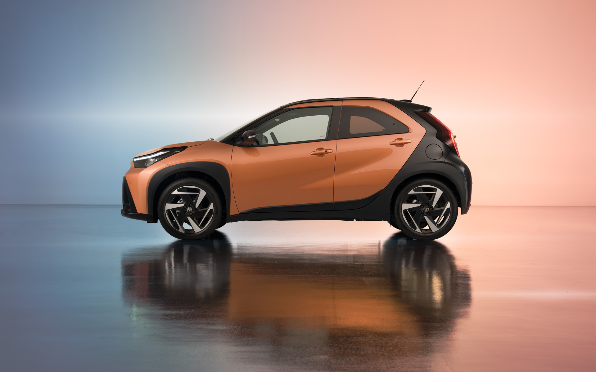 アイゴXハイブリッド