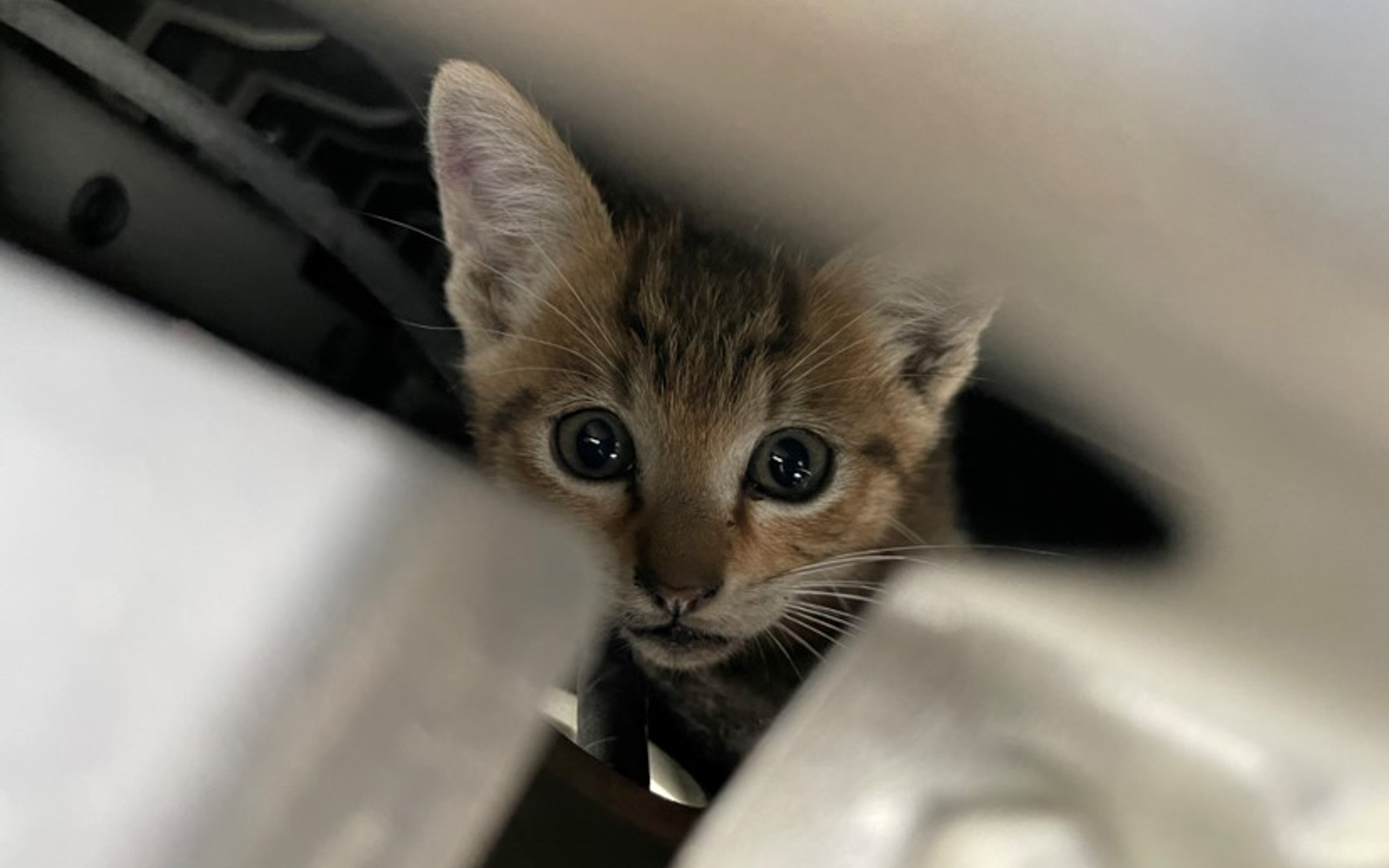 2024年6月、猫がクルマに入り込んだことによるトラブルは全国で381件