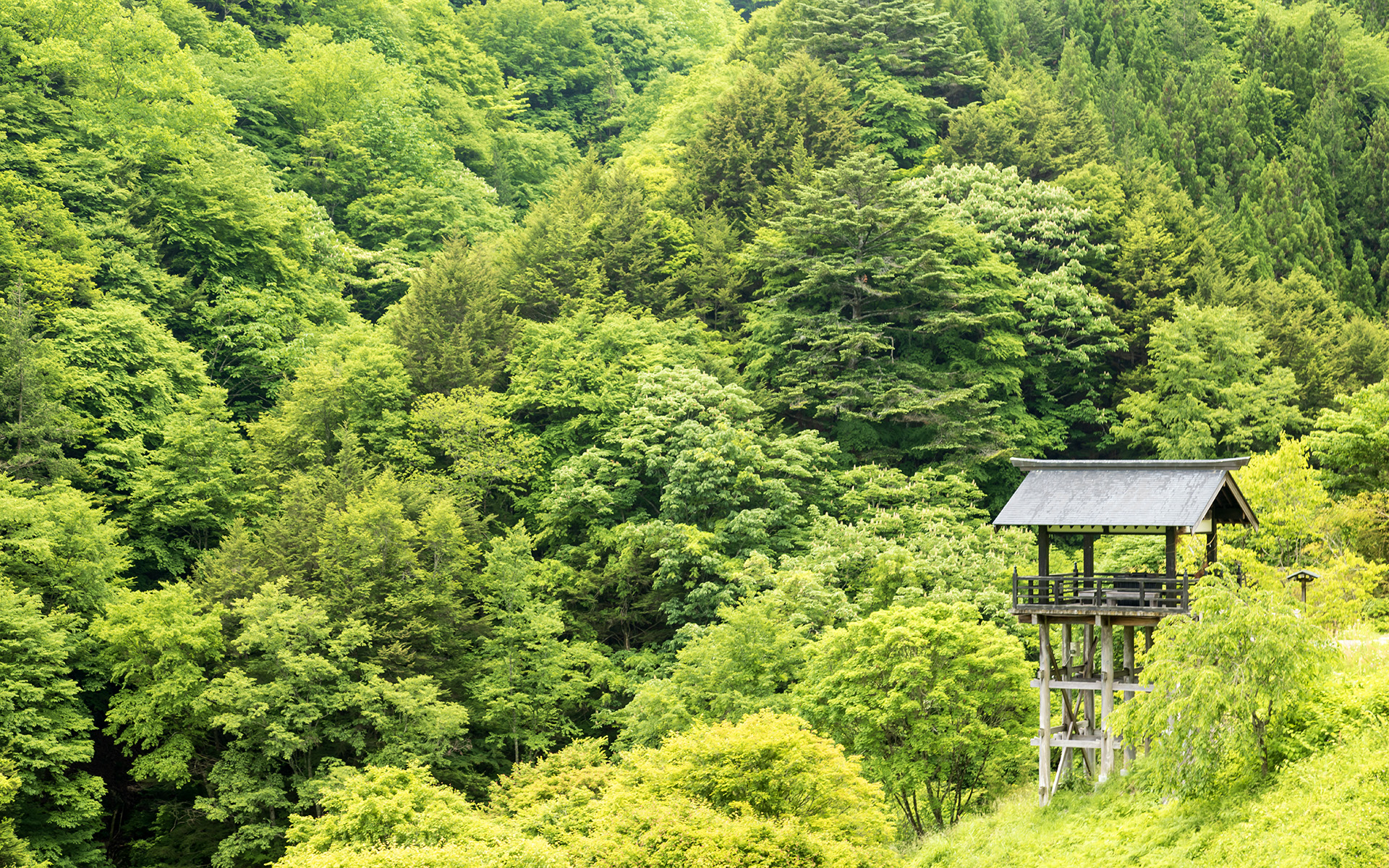 緑に囲まれた滝見台。春は桜、秋は紅葉が楽しめそう
