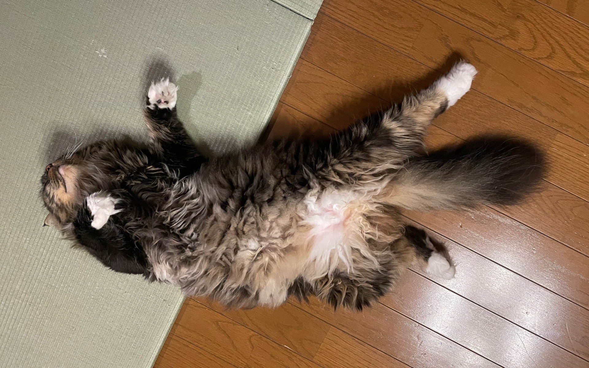 いつものようにわが物顔でへそ天で昼寝するムク