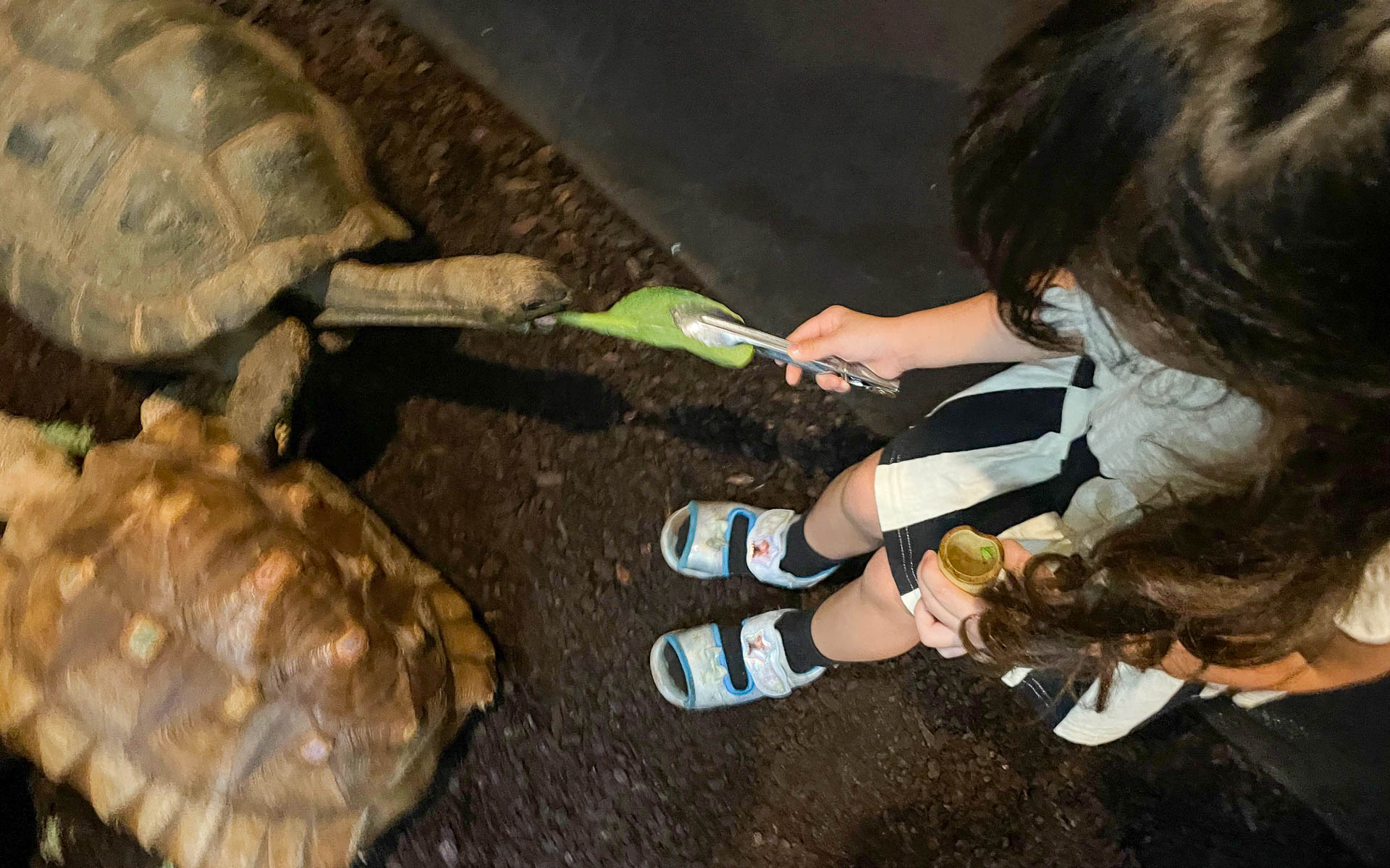 リクガメには食事を与えることができ、その気配を感じるとリクガメたちが急ぎ足でやってくる。足を踏まれた……