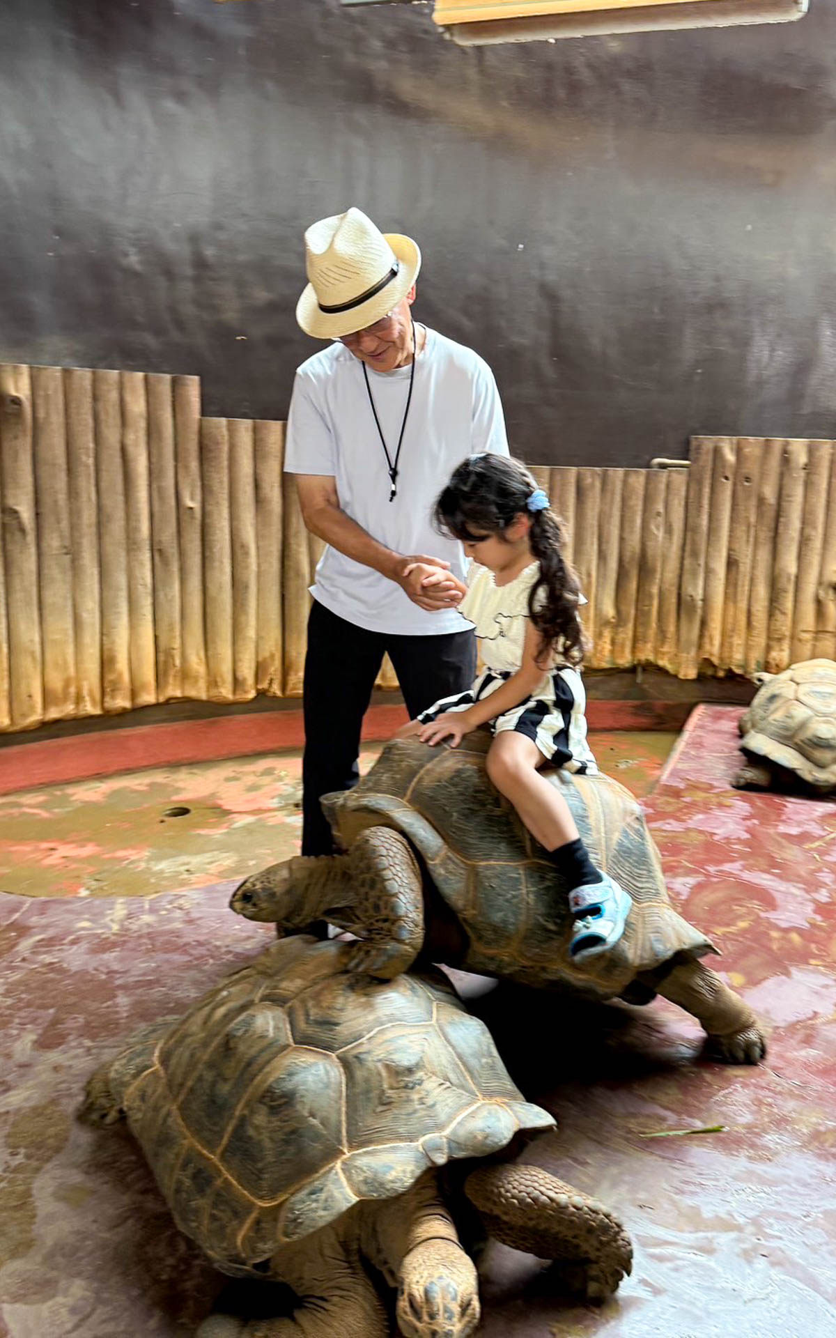 小さな子供はちょっとだけリクガメの背中に乗せてもらえる。カメさんたちは大勢いるので交代で子供の相手をしてくれる