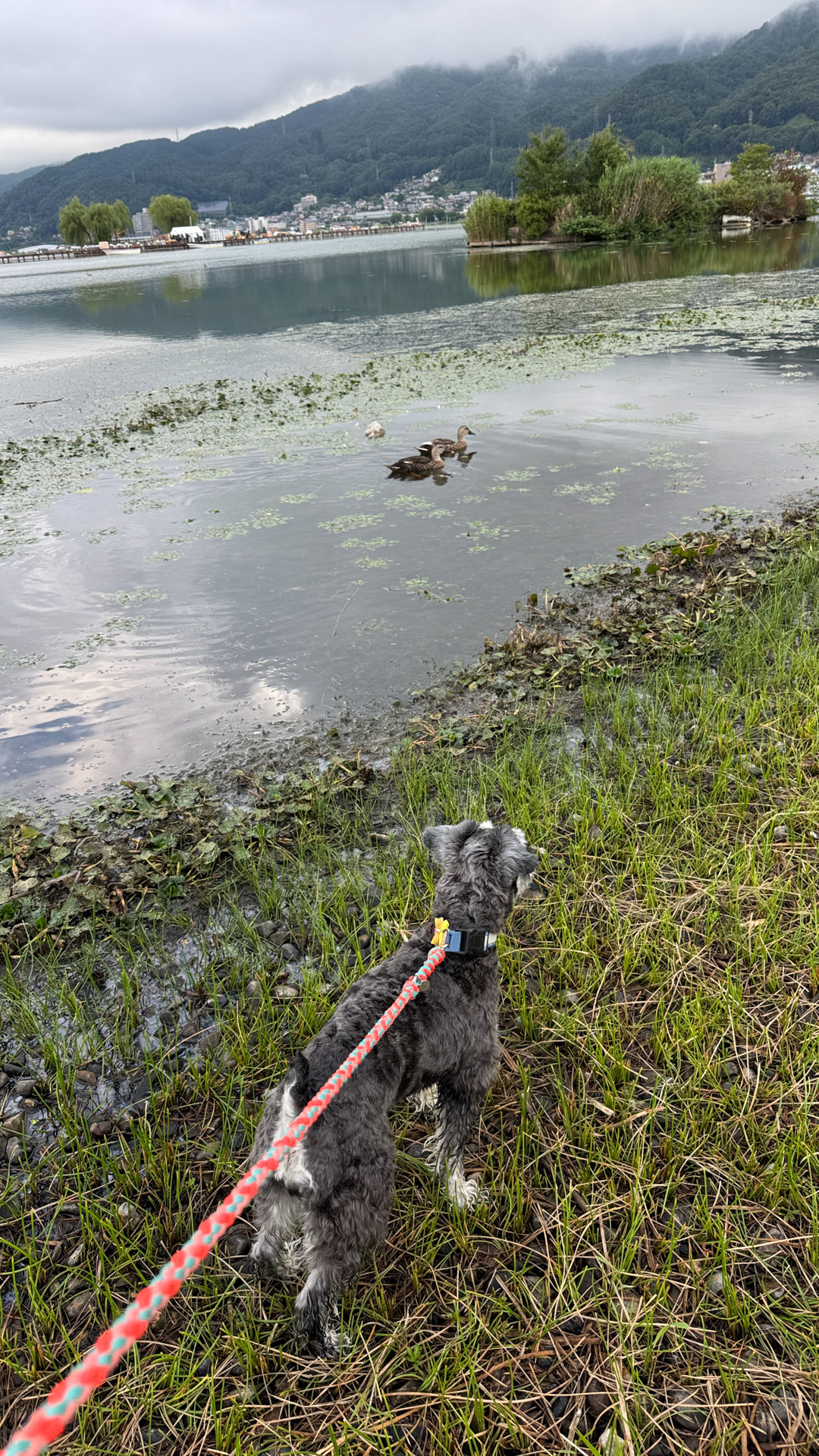 昼間は暑いですが、朝晩はさすがに涼しくて愛犬の散歩も快適。湖面のカモさんとどうしても遊びたくてアピールするも、スルーされてしまう愛犬でした