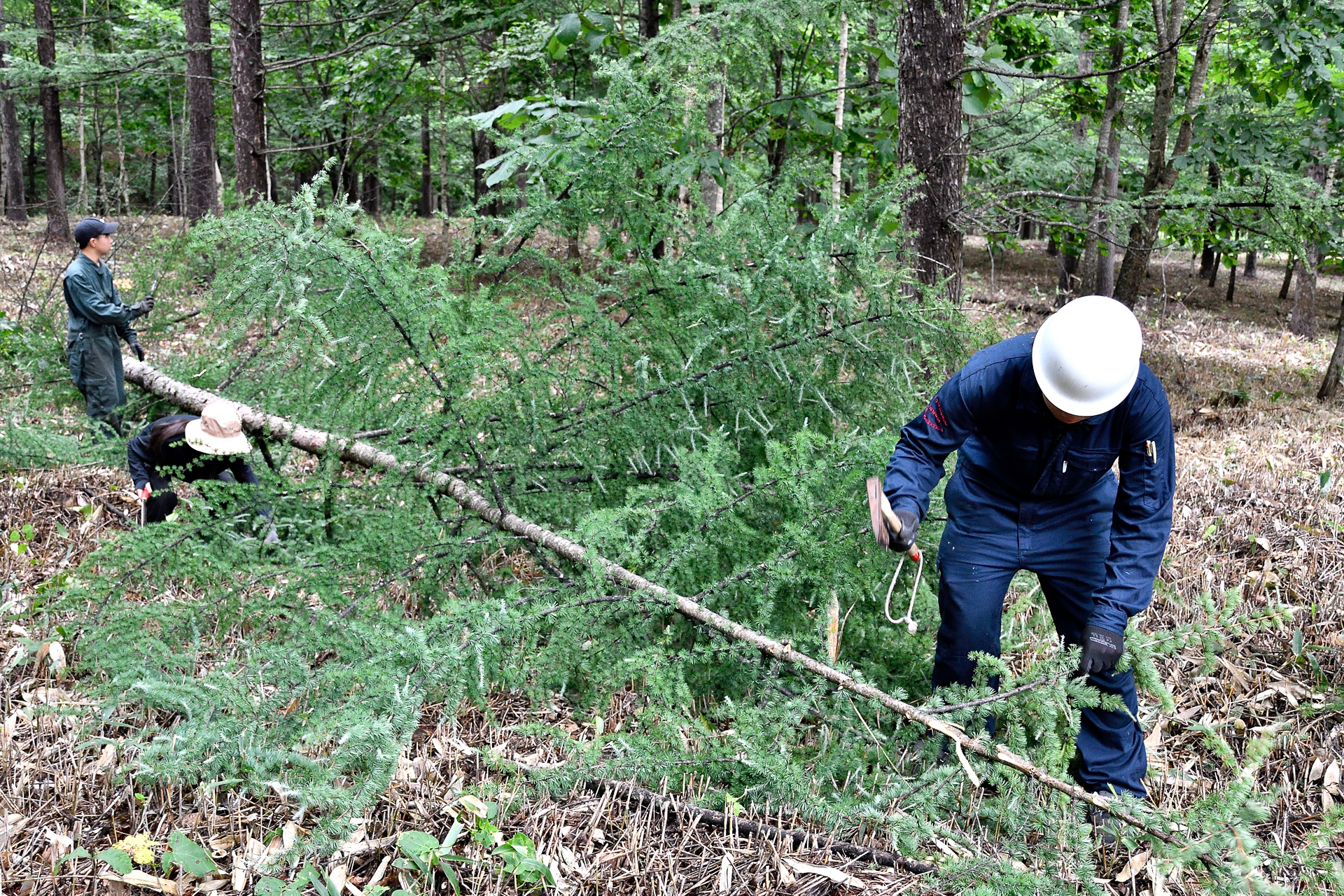 木を倒したあとも作業は続く。いくつかの丸太にカットして、枝葉は全て手作業で落としていったが、これが重労働