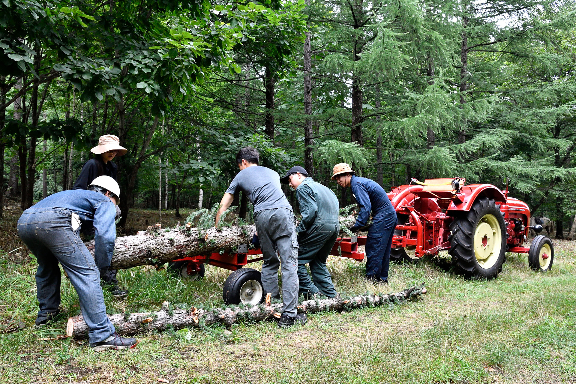 木を倒したあとも作業は続く。いくつかの丸太にカットして、枝葉は全て手作業で落としていったが、これが重労働
