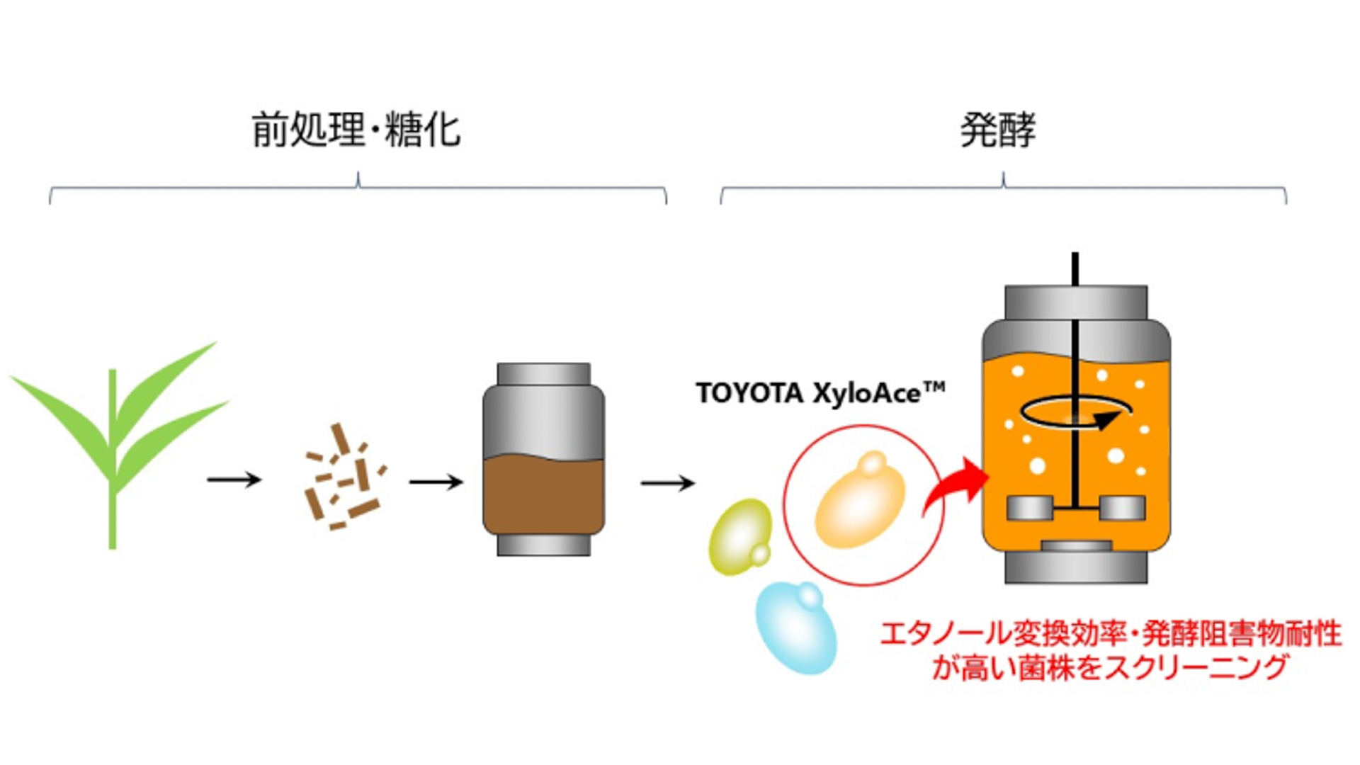トヨタ酵母菌の中でも高い能力を示す菌株をスクリーニングし、バイオエタノール生産効率の向上を実現した