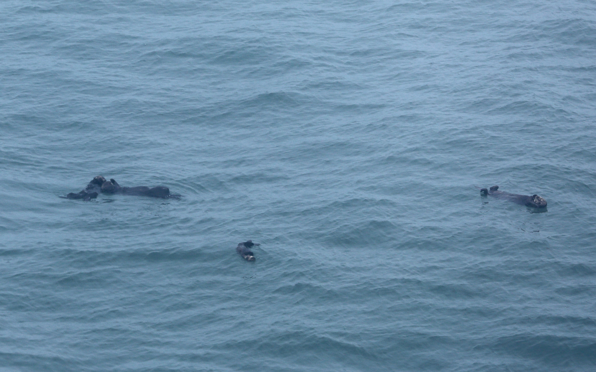 運よく野生のラッコに遭遇！　遠く小さいけれども海にぷかぷか浮いている姿が見られた