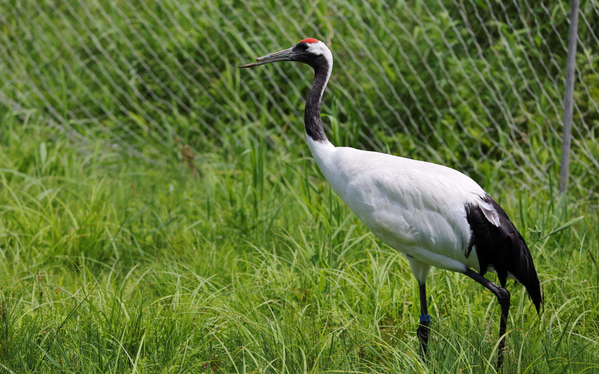 野生のタンチョウヅルを見ることは叶わなかったものの、保護・繁殖されているタンチョウヅルを見て、タンチョウヅルについて学ぶことができた