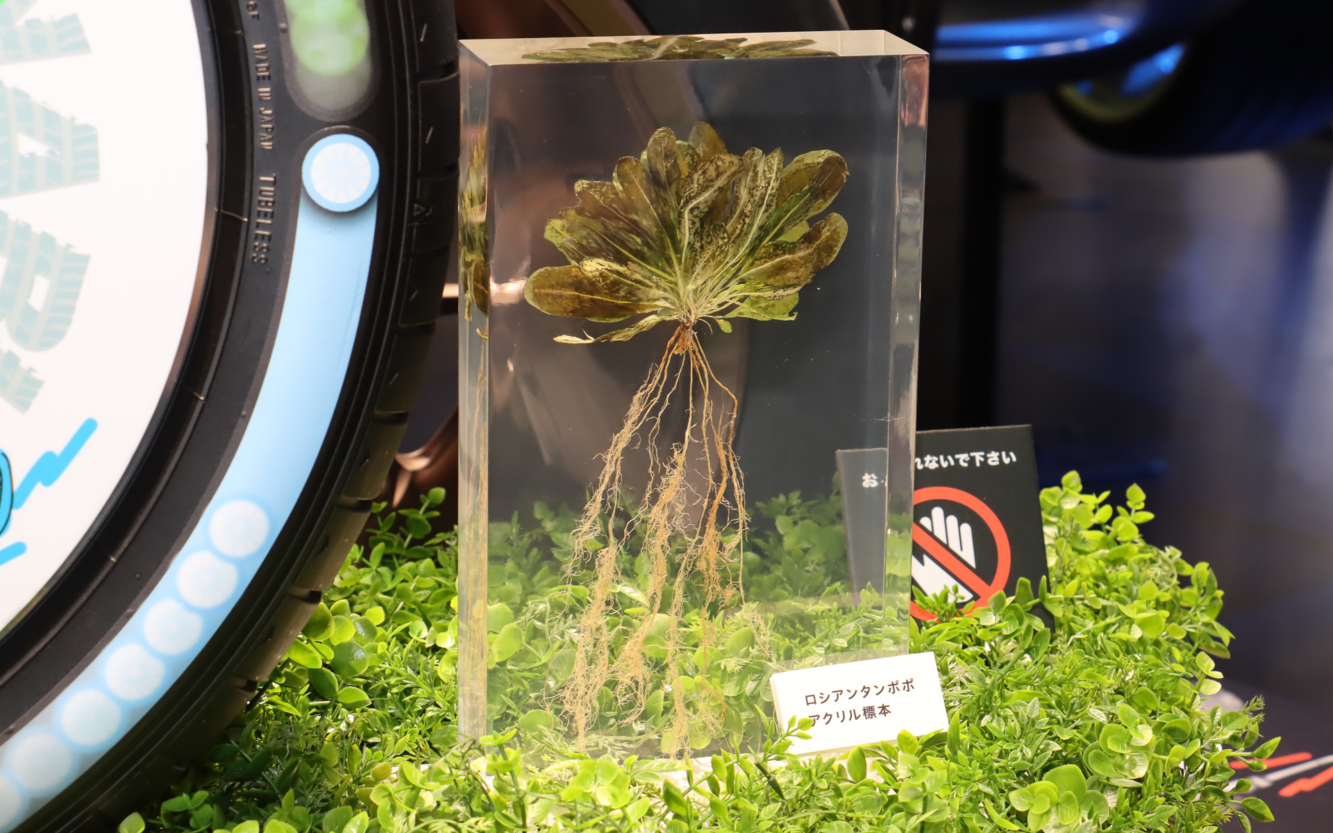 ロシアンタンポポの標本。主に根の部分に天然ゴムのもととなるラテックスが含まれている