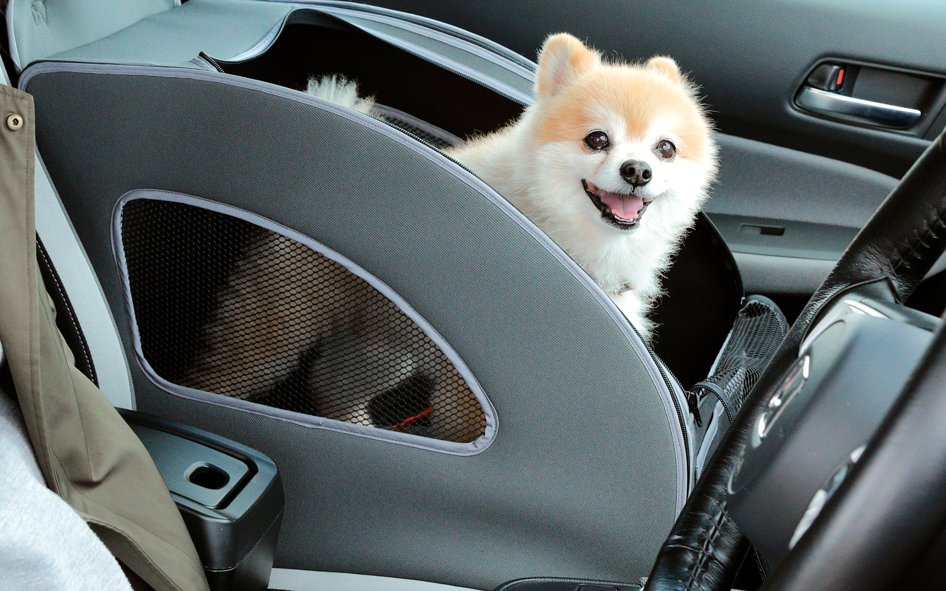 展示車には実際に愛犬を乗せることも可能