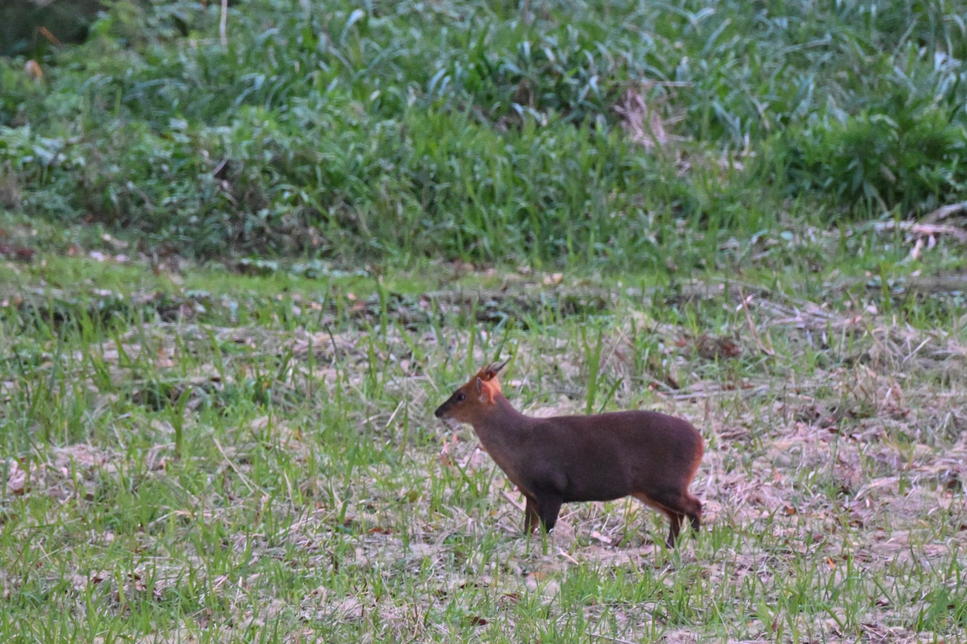 付近の田んぼに現れた「キョン」を部屋から撮影