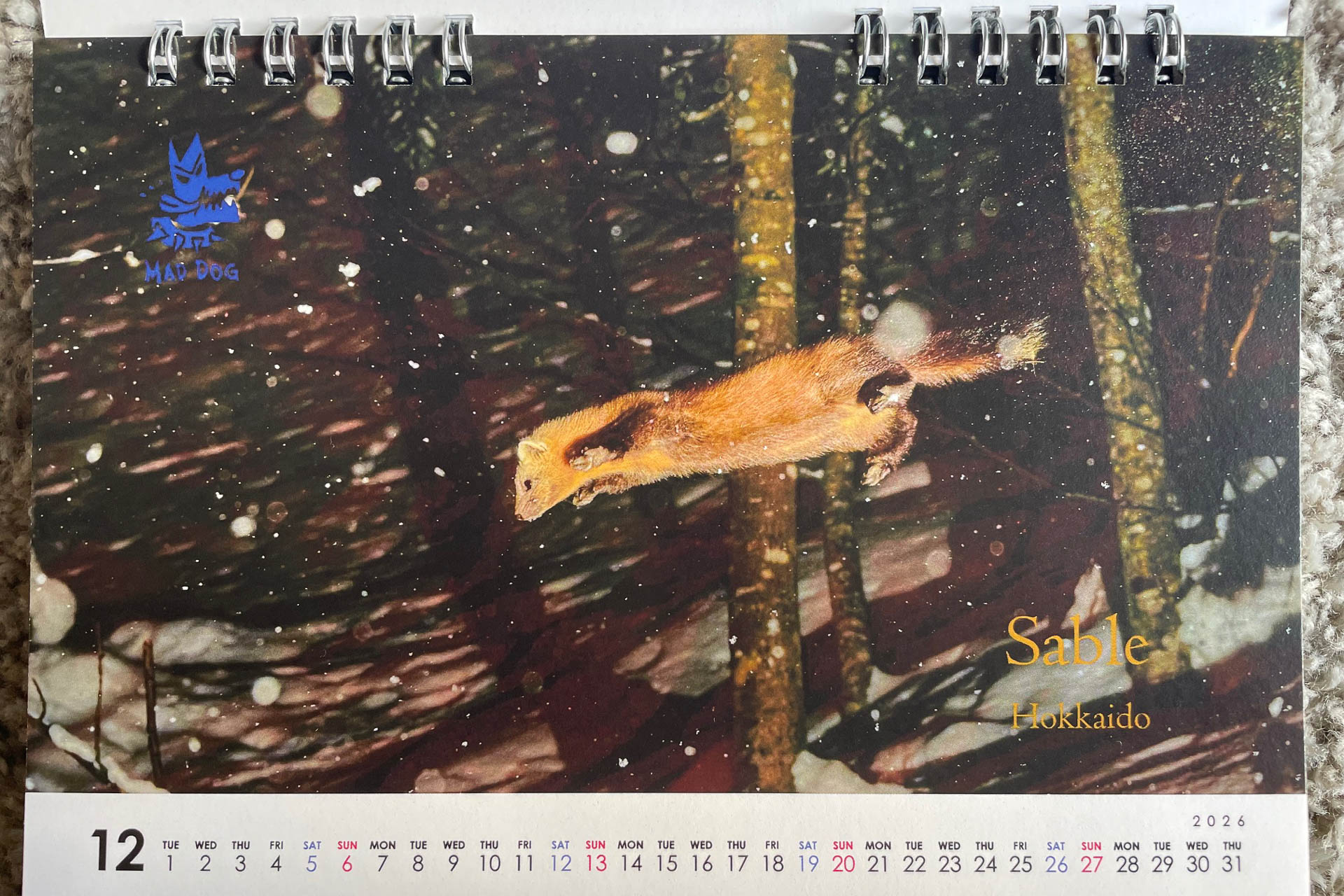 三好君の卓上カレンダー。12月はクロテンの飛翔姿。横からなんてどうやって撮ったんだろう。雪の中、獲物を見つけたのか？