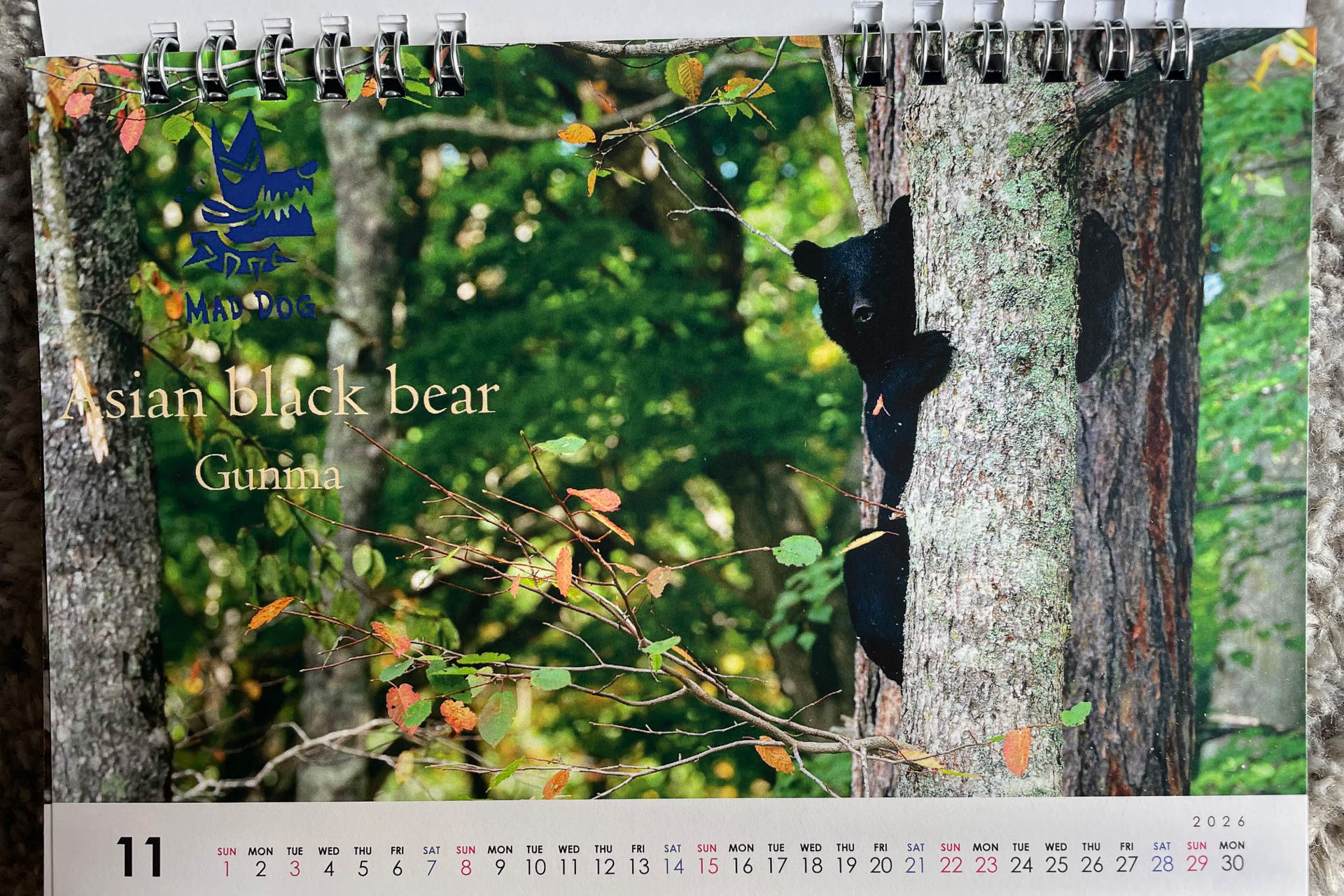 三好君の卓上カレンダーには今年の漢字となった熊も収録される。木登りしている姿は昔から知っているクマさんだ。もう里には来ないでおくれ