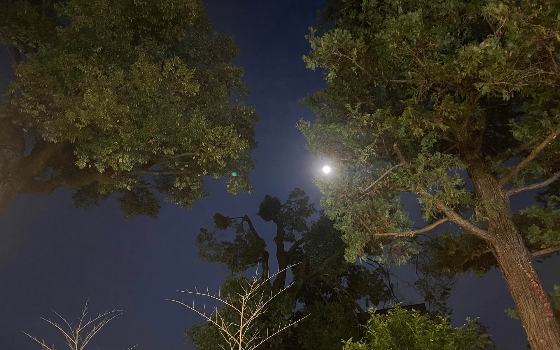 鎮守の森。神社の木にかかった月が凛として美しい