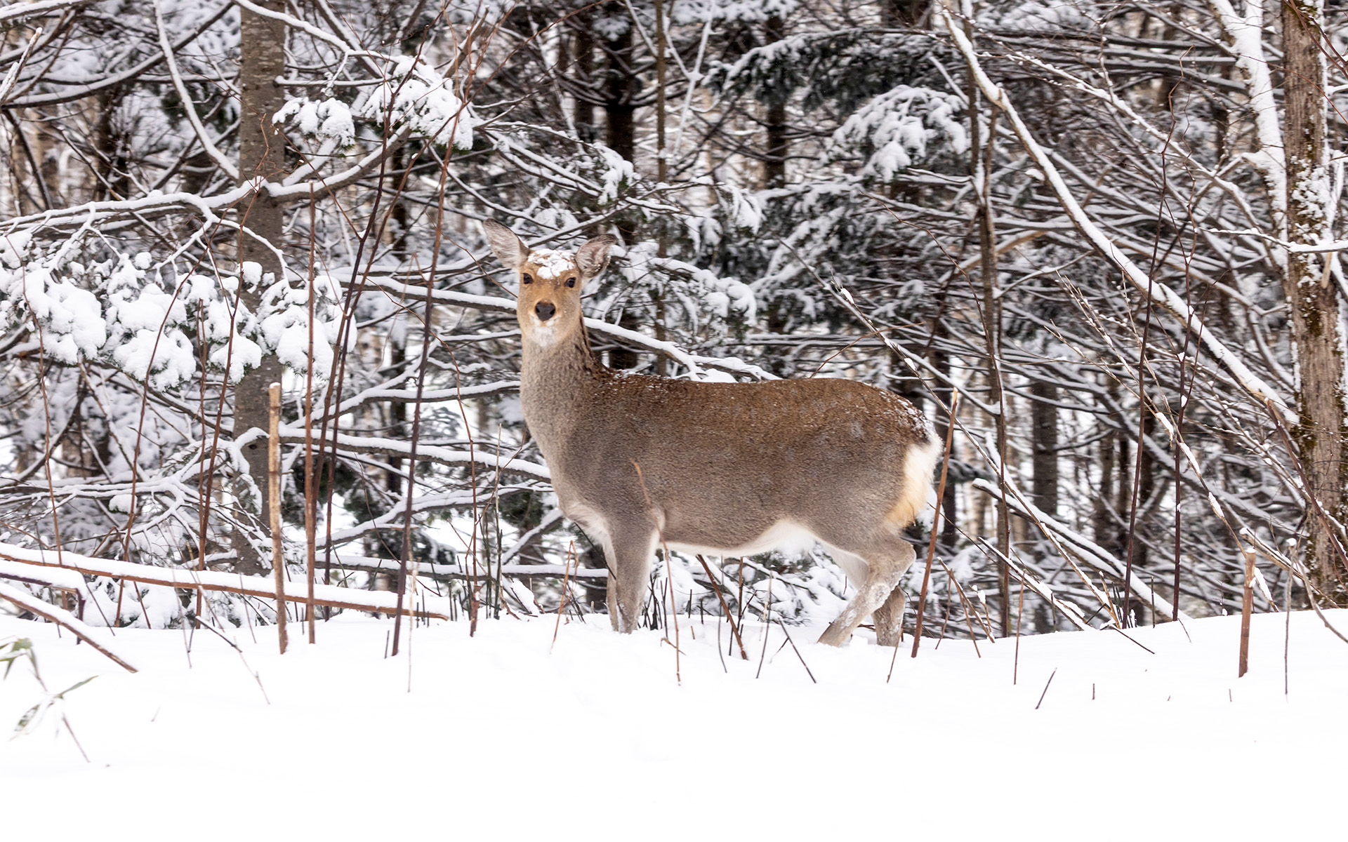 今回の旅の途中では、野生生物との出会いもあった