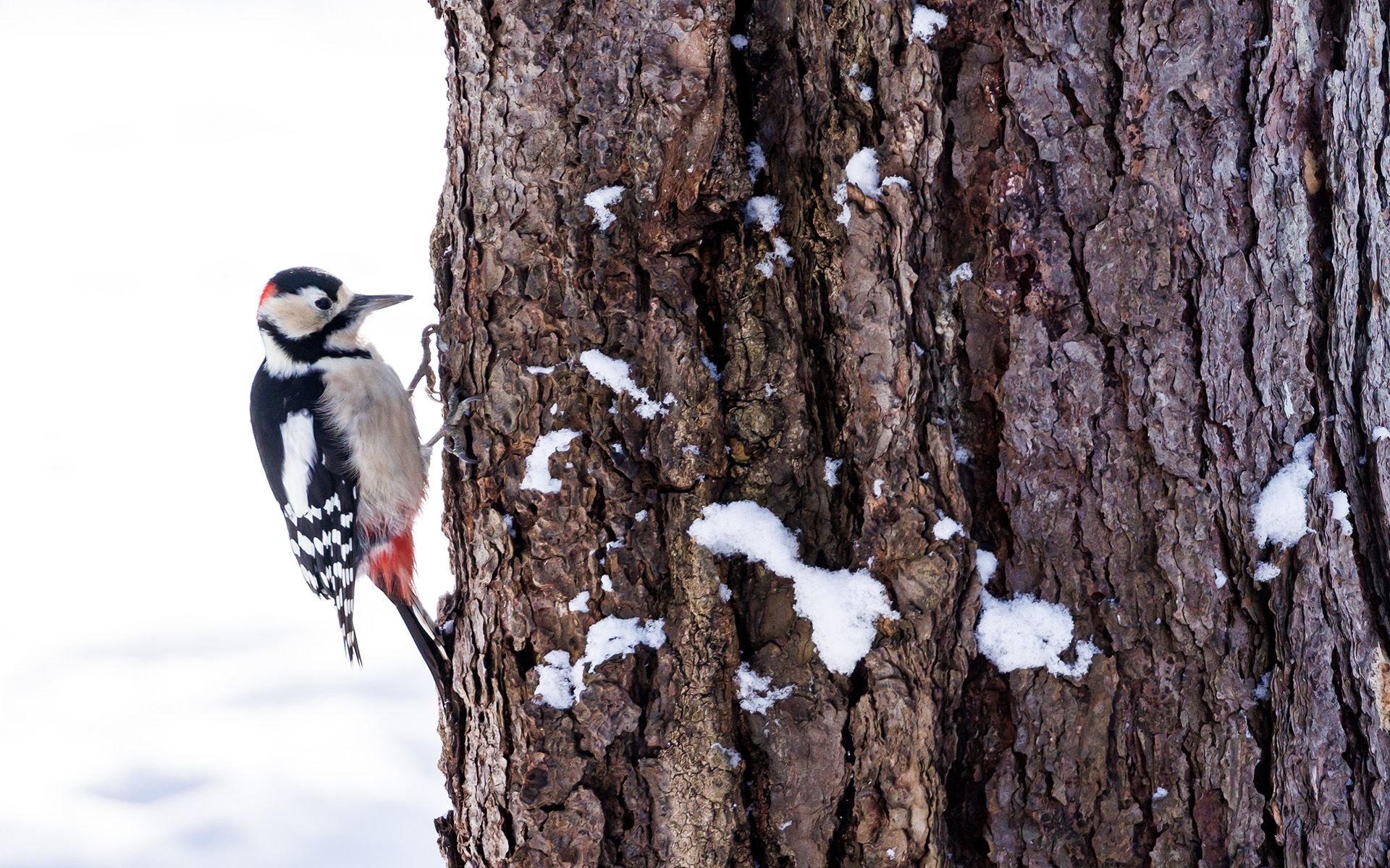 今回の旅の途中では、野生生物との出会いもあった
